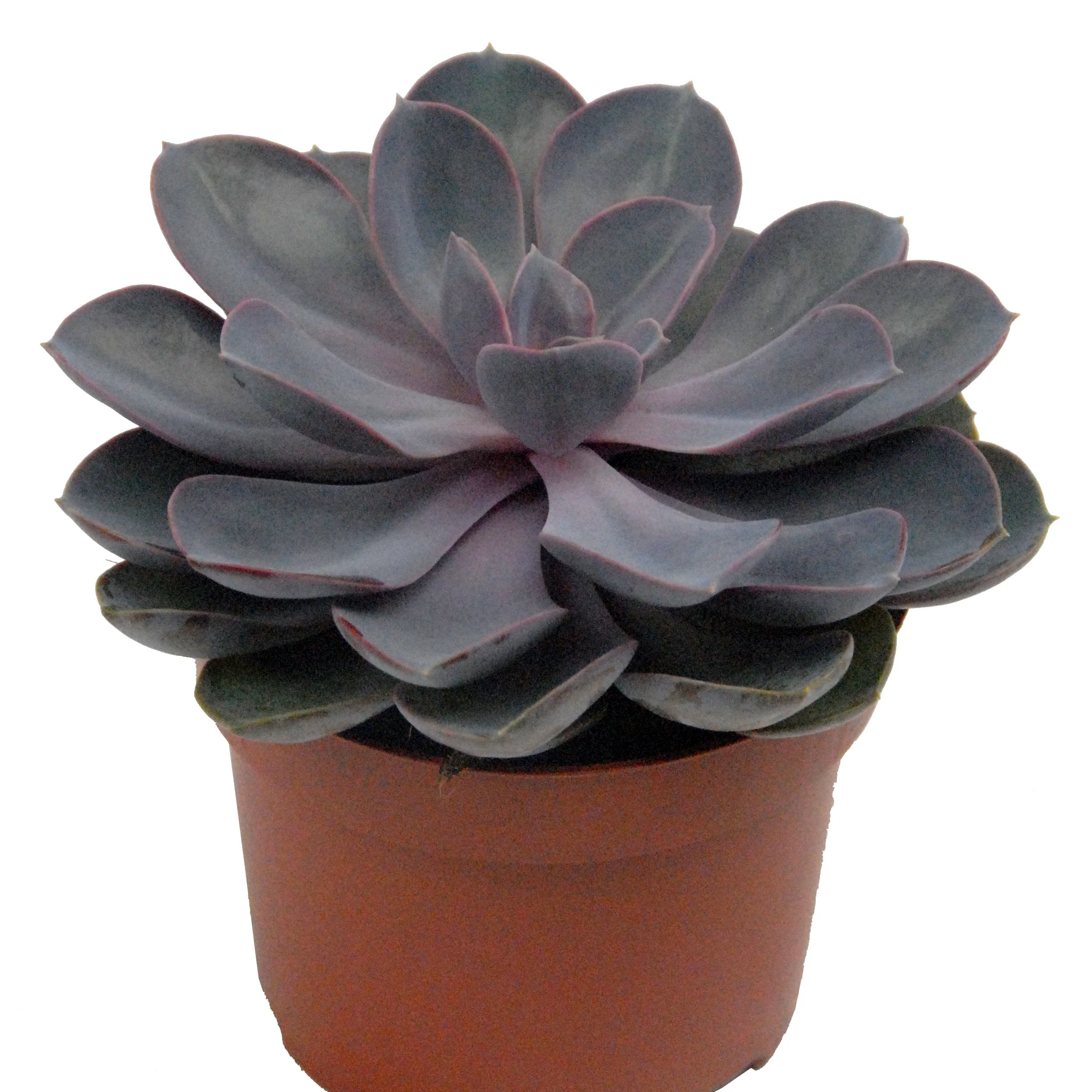Echeveria Pearl van Nuernberg et son cache-pot blanc ELHO