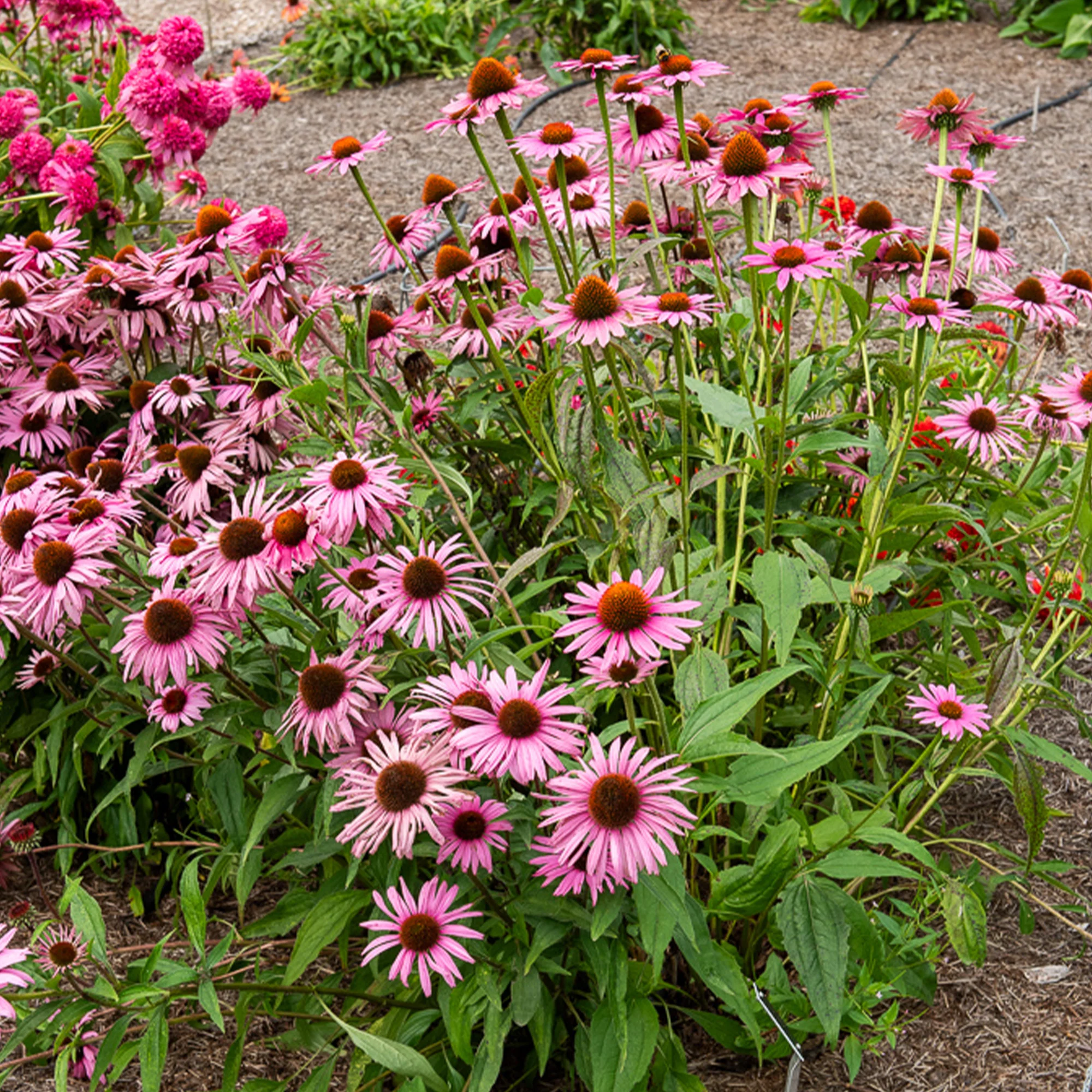 Échinacée pourpre Augustkönigin - Image 2
