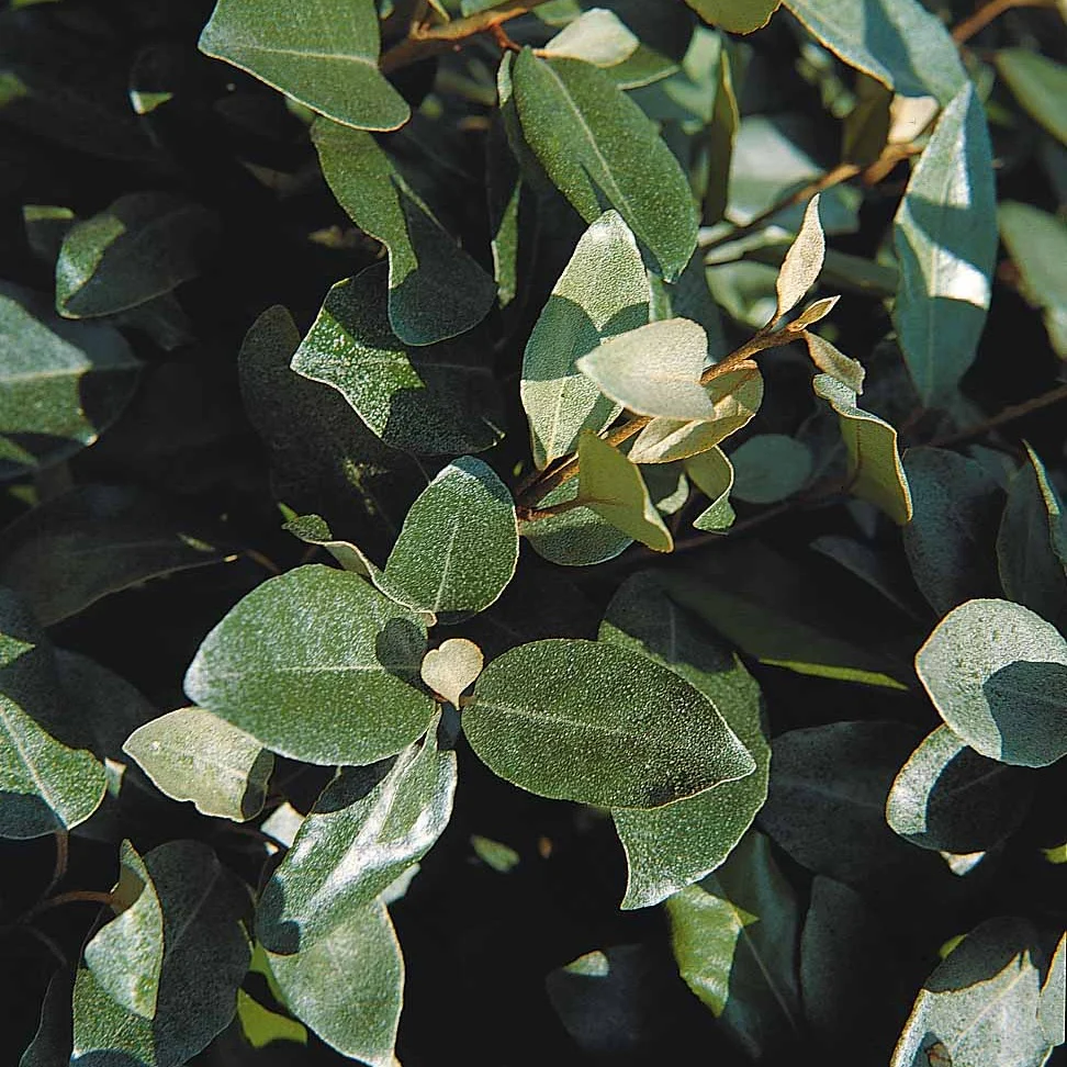 Eleagnus - Image 3