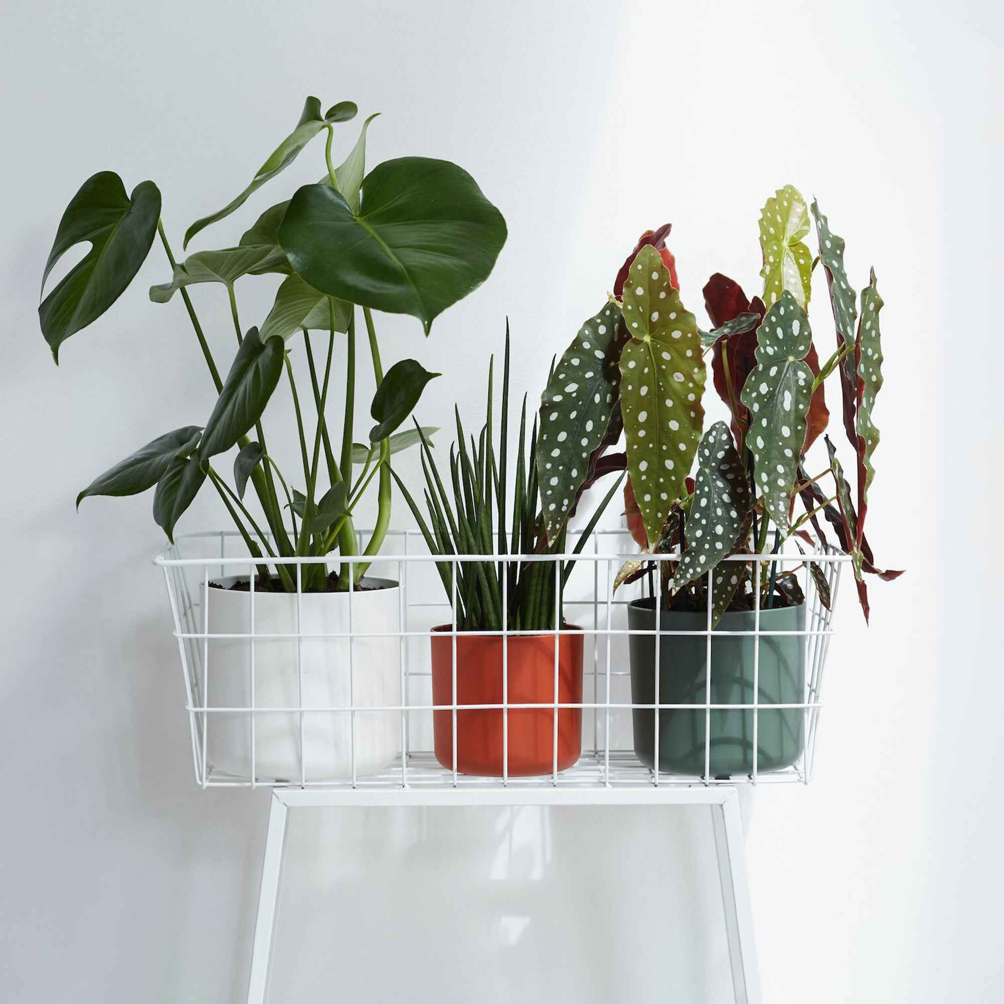 Elho Cache-pot B for soft rond blanc - Image 6