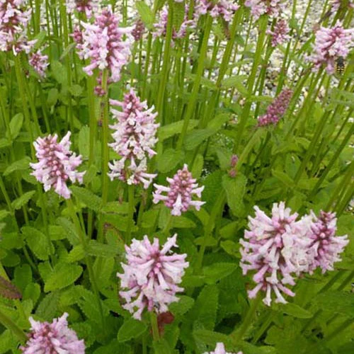 Epiaire Rosea