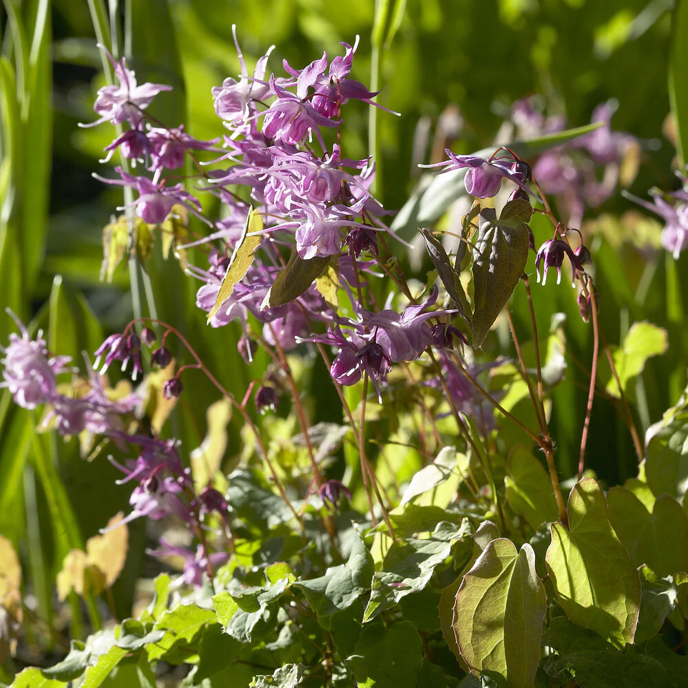 Epimedium à grandes fleurs Lilafee - Image 2