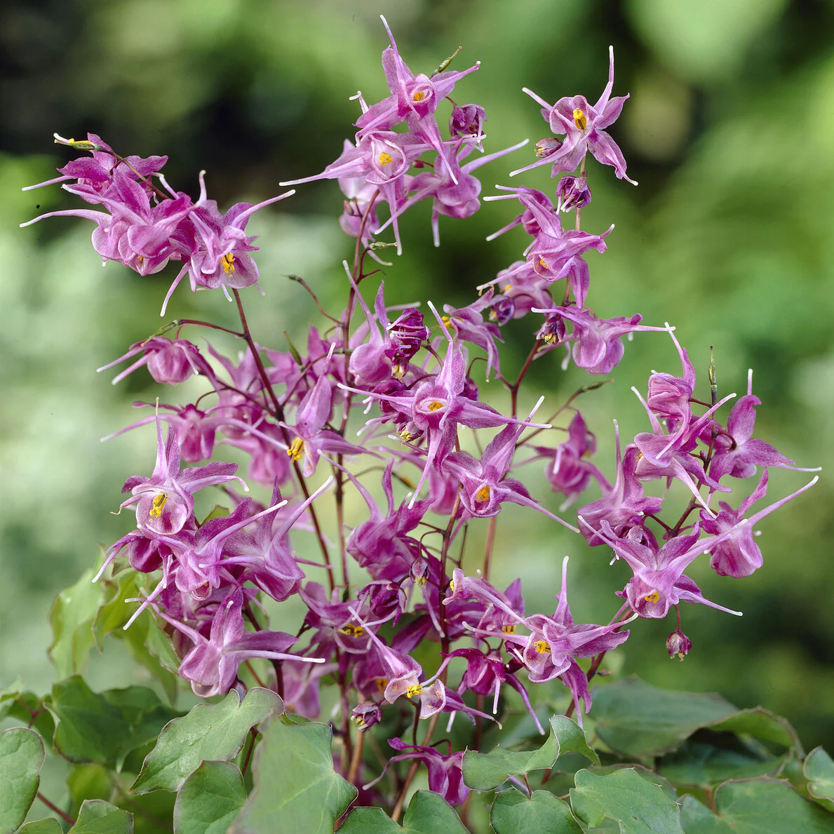 Epimedium à grandes fleurs Lilafee - Image 3