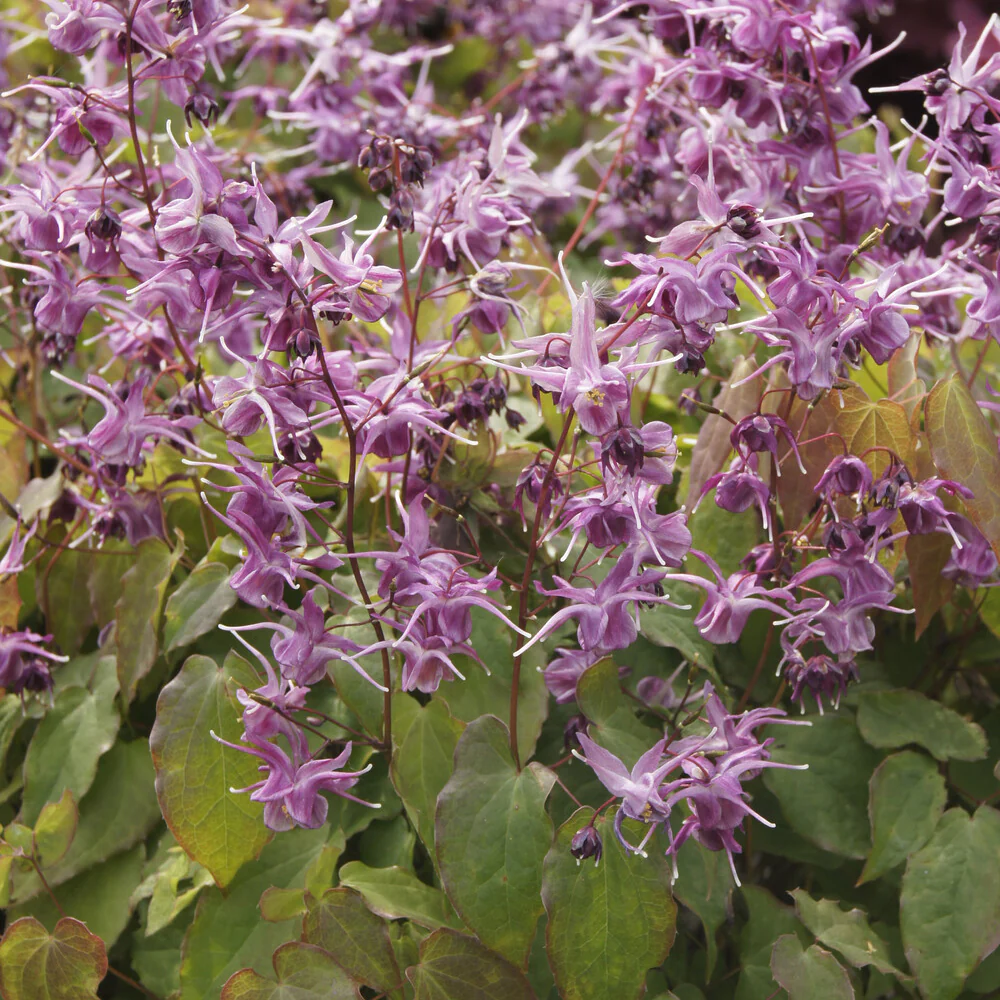 Epimedium à grandes fleurs Lilafee - Image 4