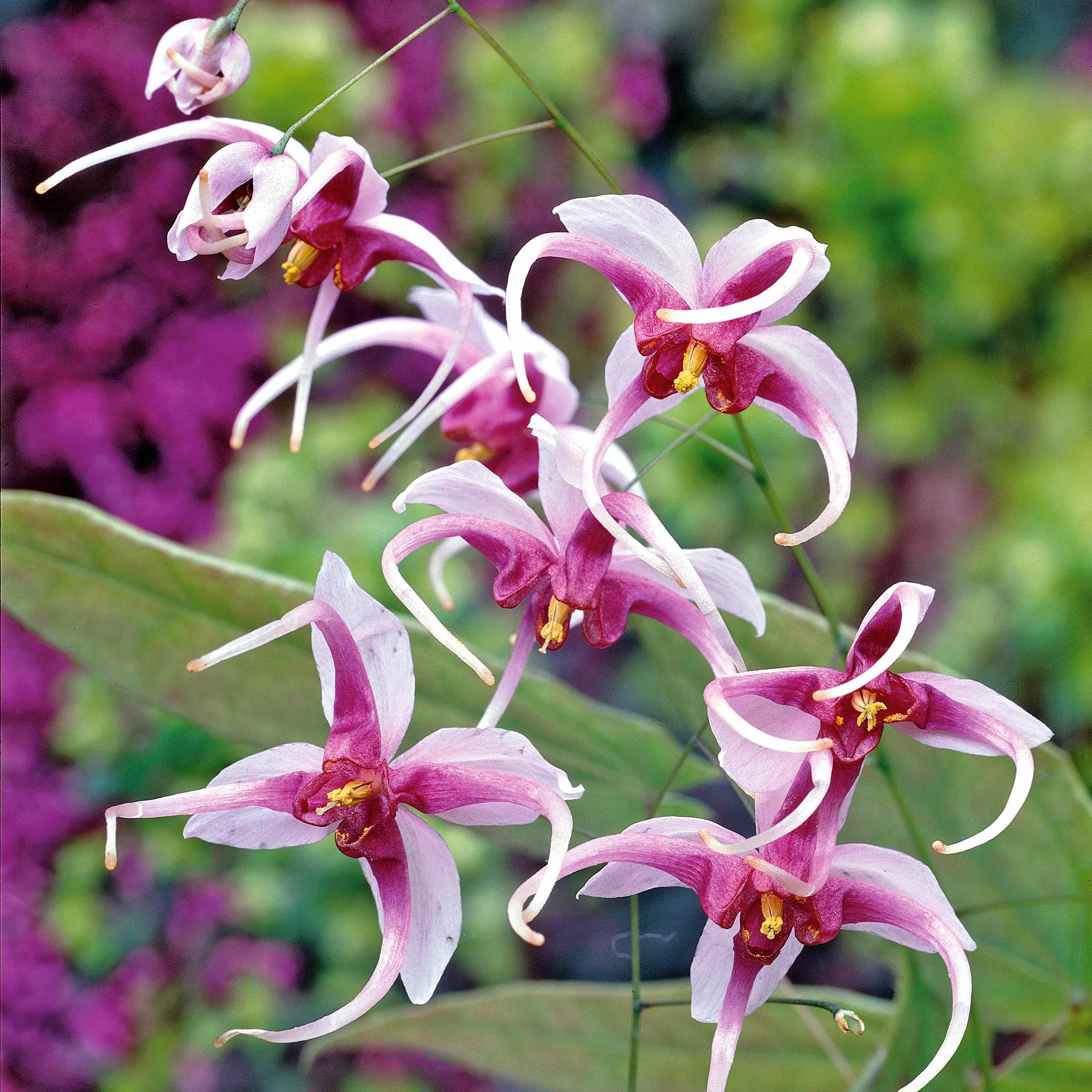 Epimedium Madame Butterfly
