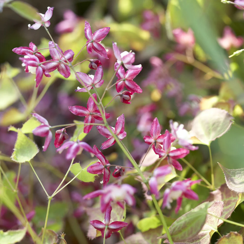 Epimedium rouge - Image 2