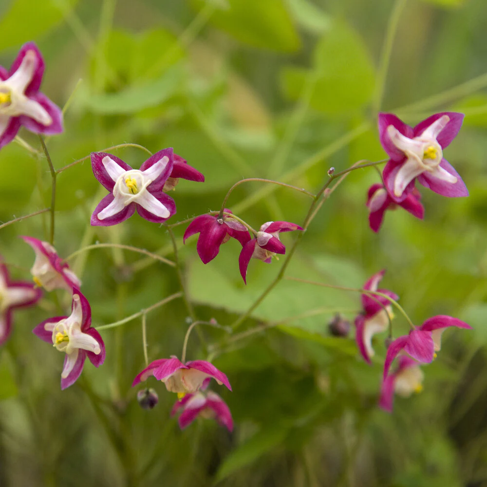 Epimedium rouge - Image 6