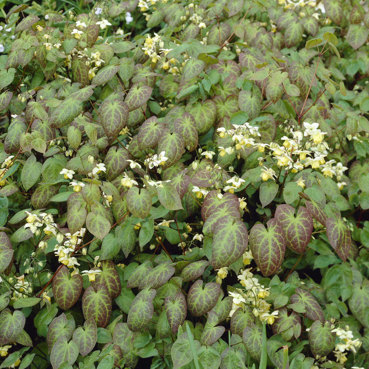 Epimedium Sulphureum - Image 2