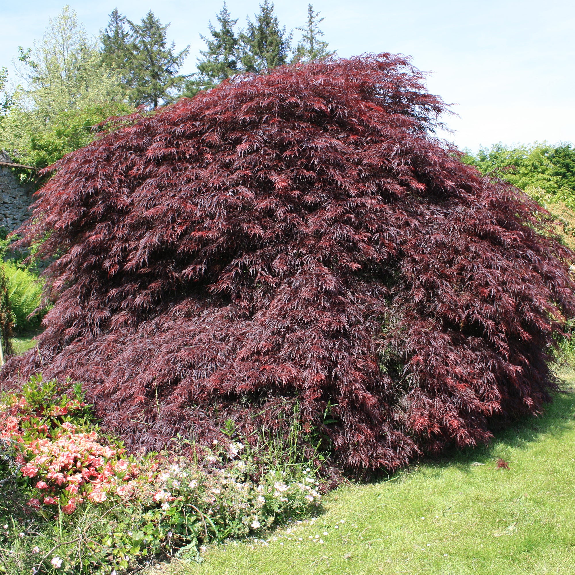 Erable du Japon Garnet - Image 3