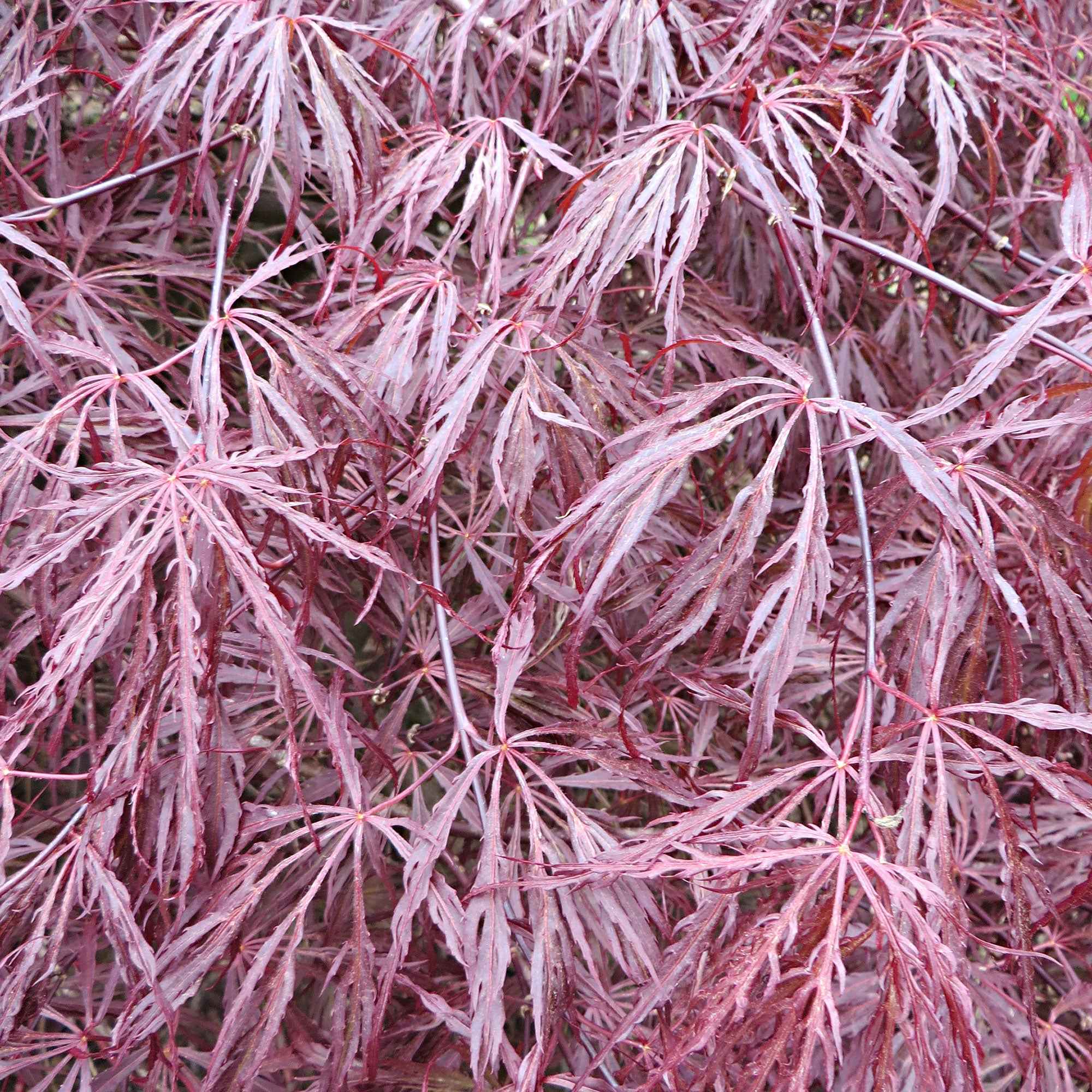 Erable du Japon Garnet - Image 4