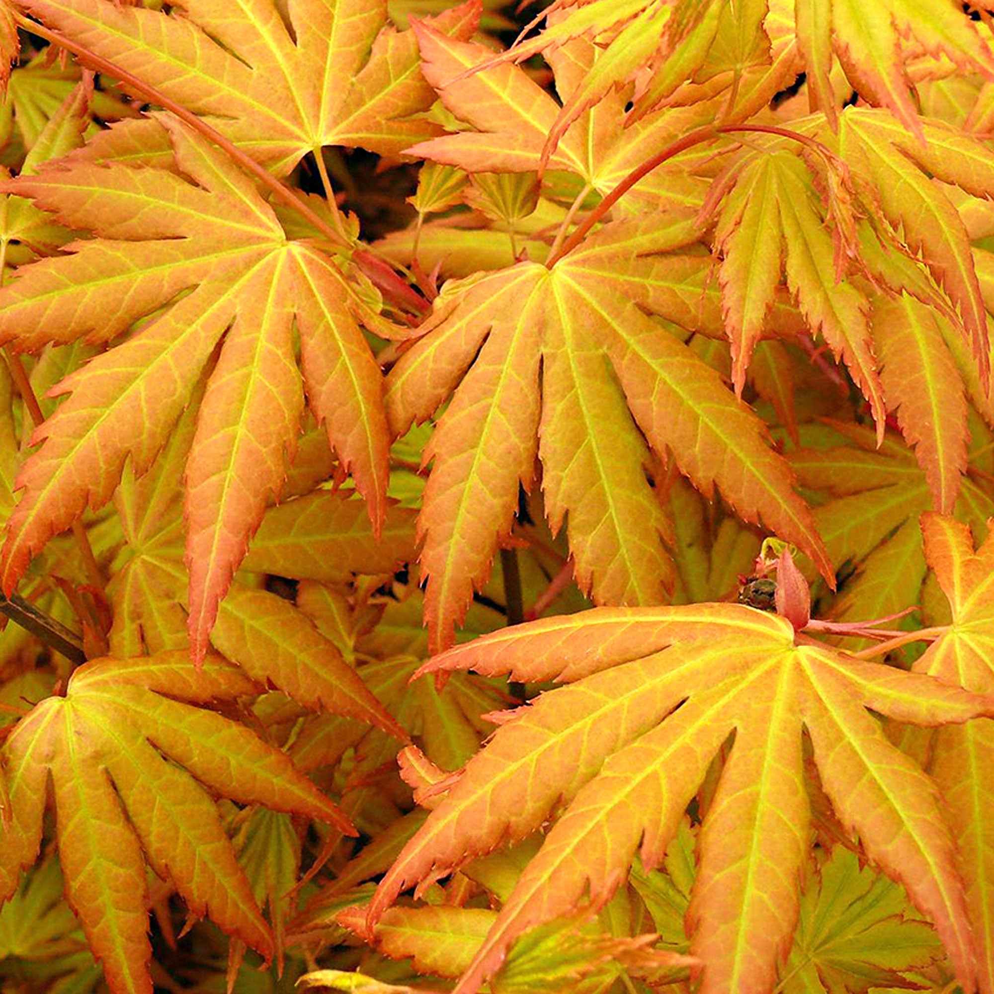 Erable du Japon Rêve orange - Image 3