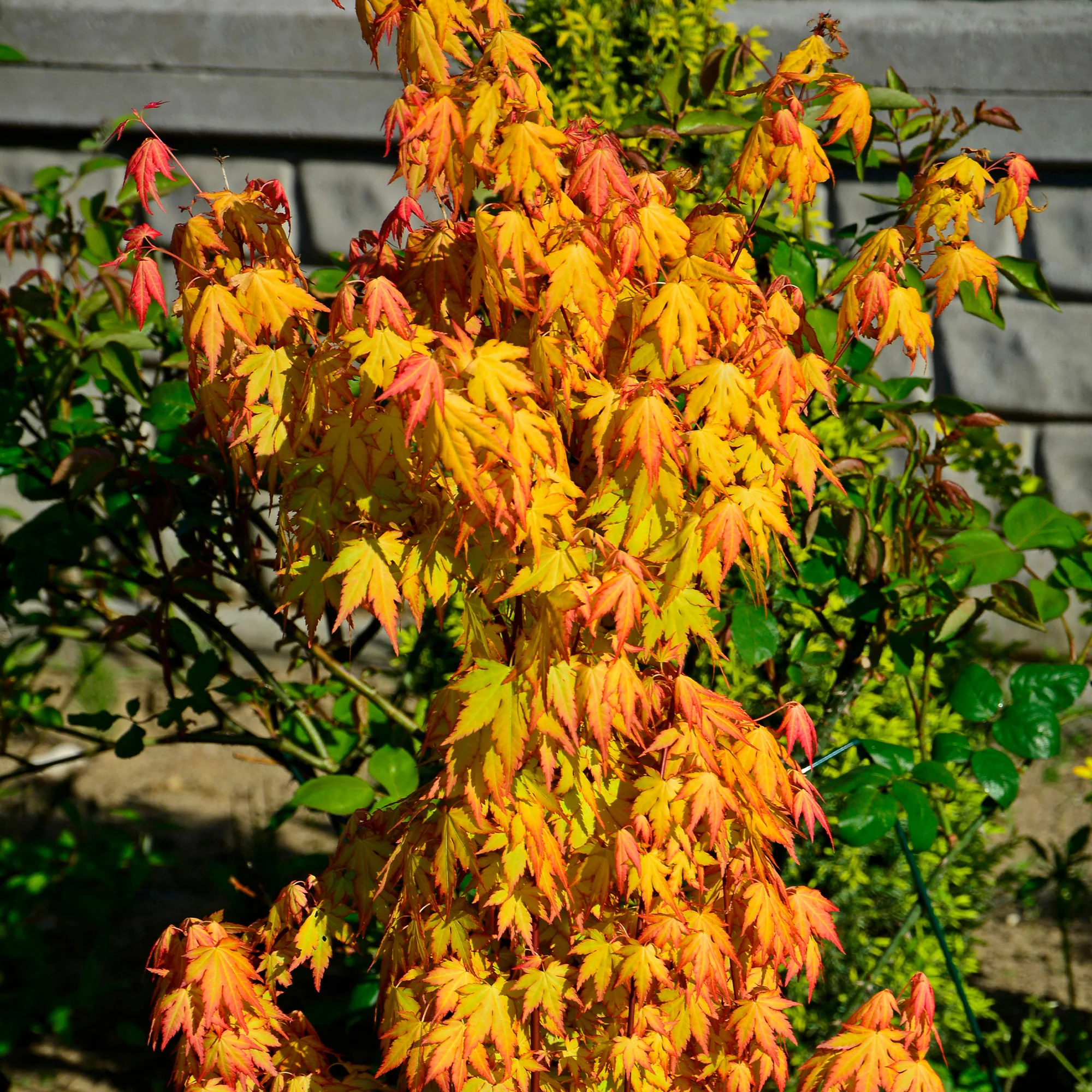 Erable du Japon Rêve orange - Image 4