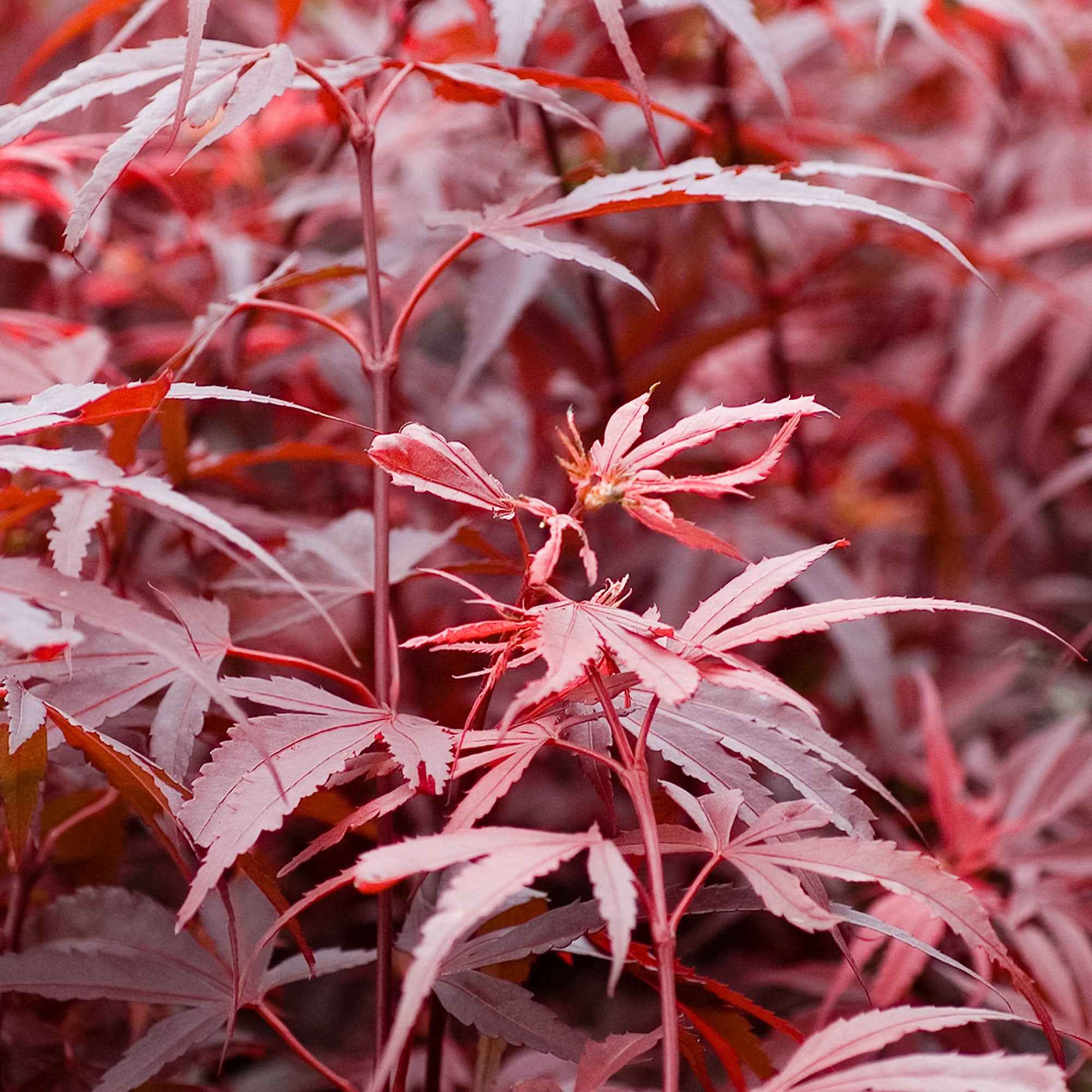 Erable du Japon Shaina - Image 6