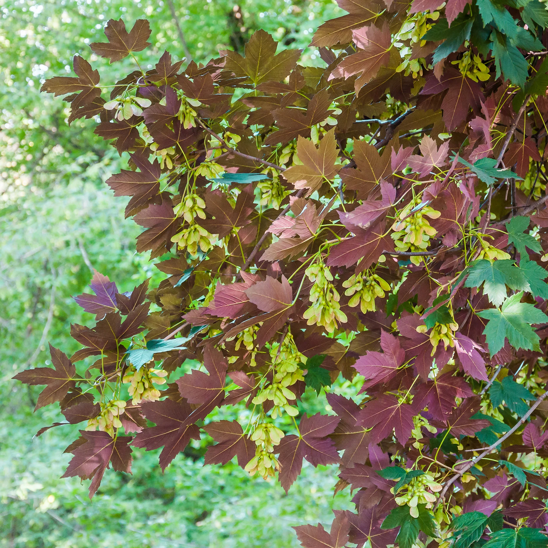 Erable sycomore Atropurpureum