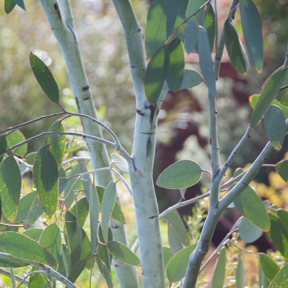 Eucalyptus gunnii Blue Ice