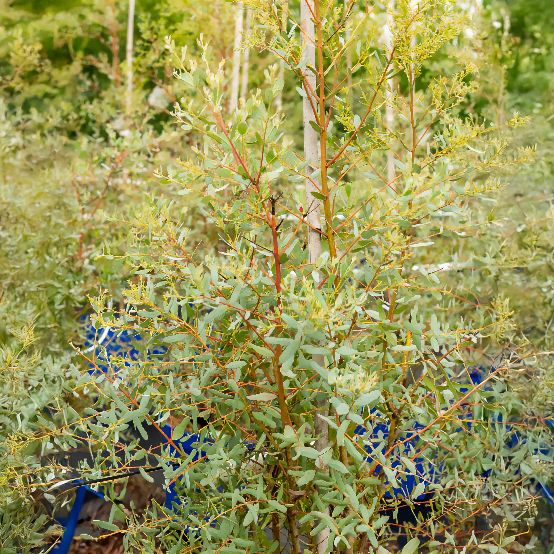 Eucalyptus gunnii France Bleu ® Rengun - Image 3