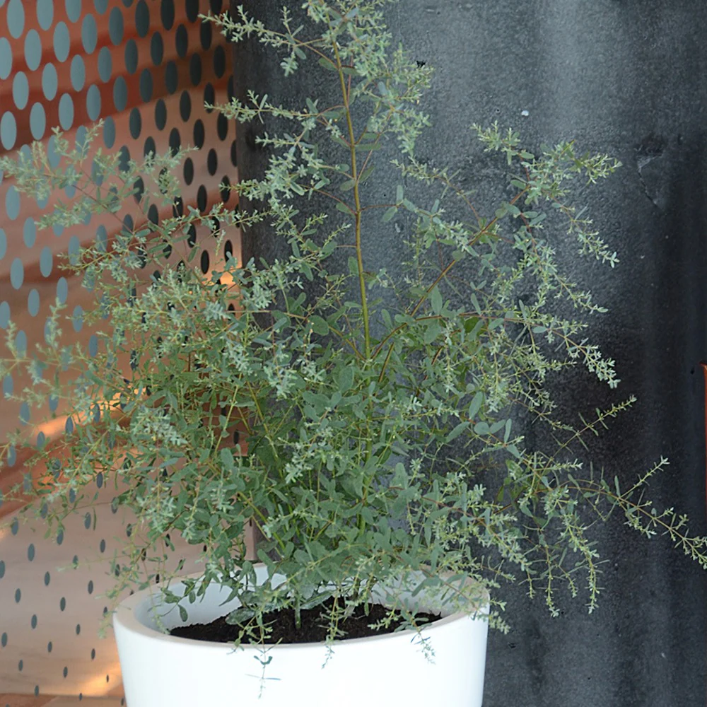 Eucalyptus gunnii France Bleu ® Rengun - Image 5