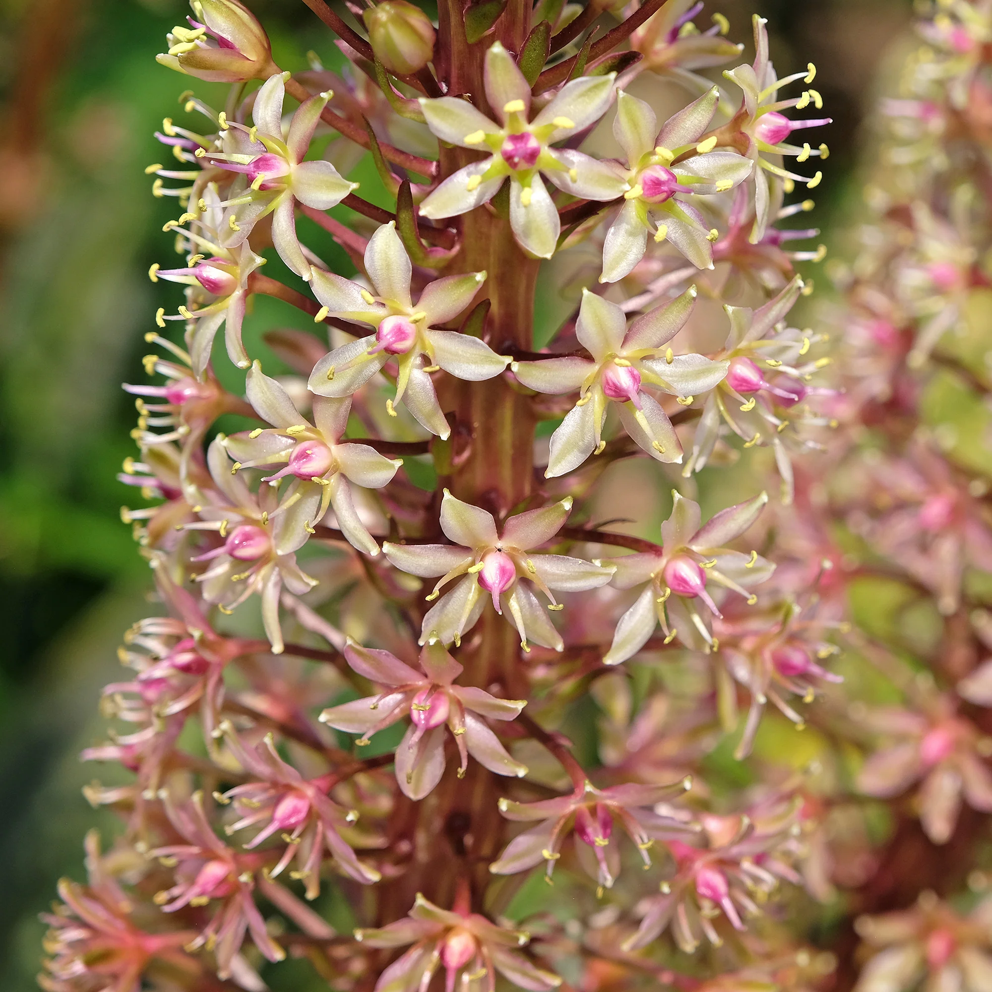 Eucomis Sparkling Burgundy® - Image 5