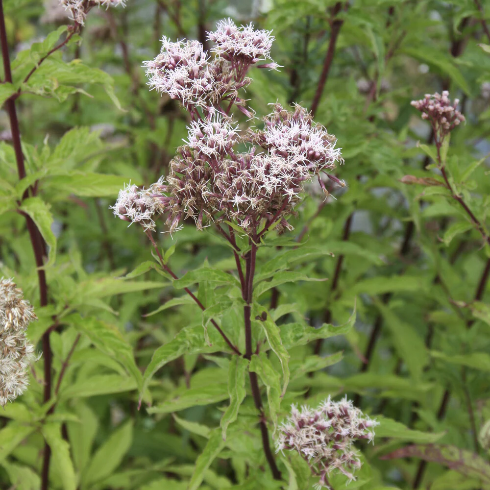 Eupatoire chanvrine - Image 3