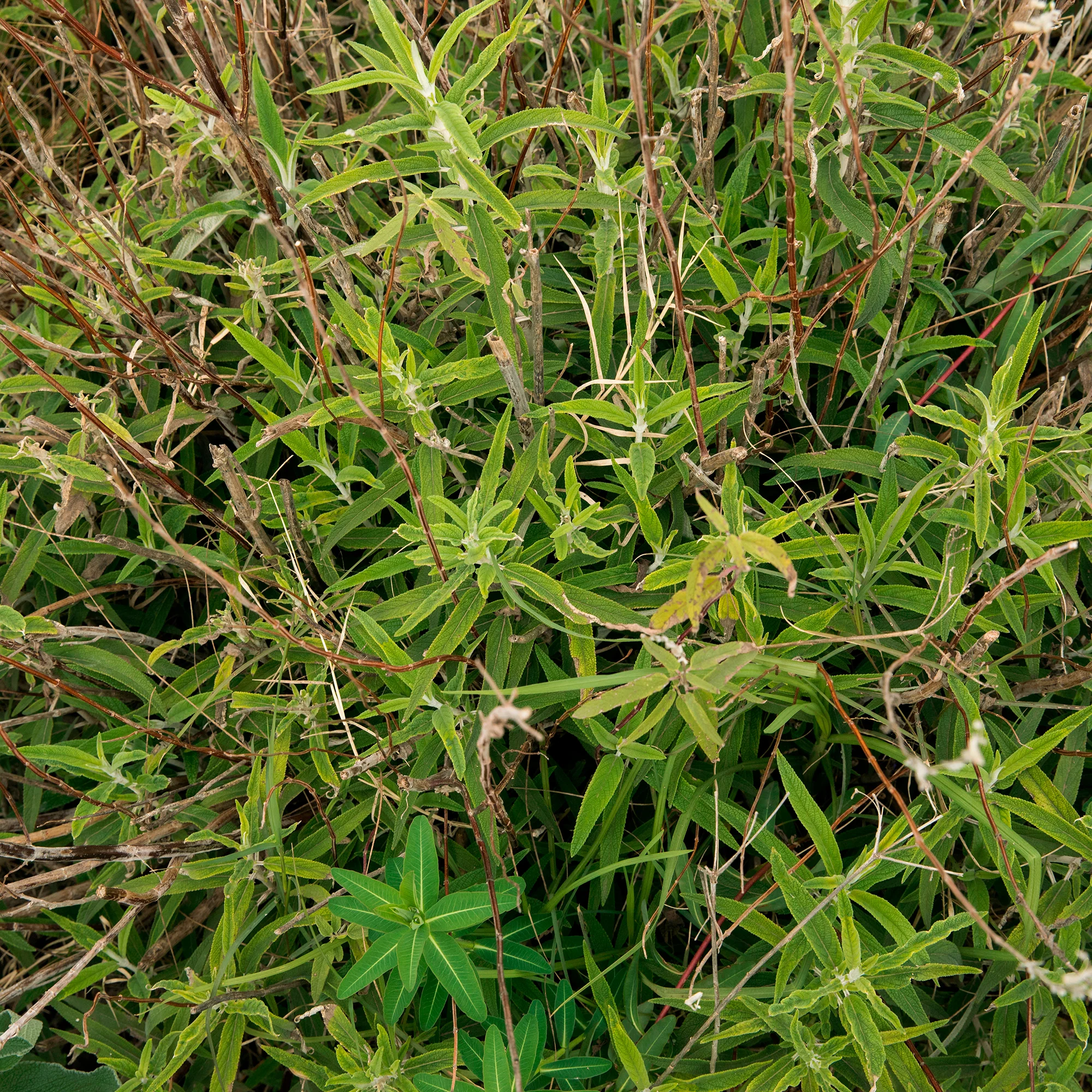 Euphorbe de Sicile