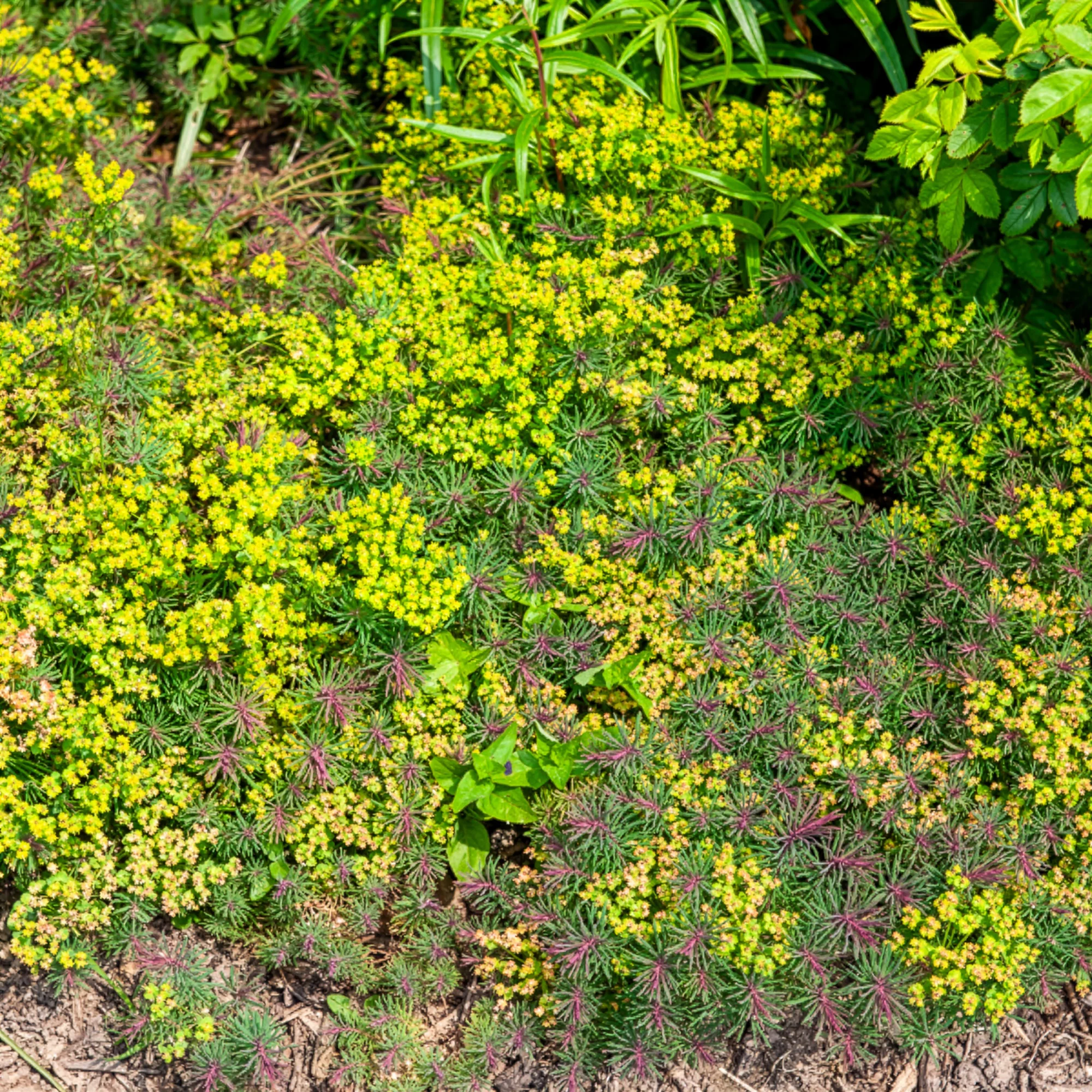 Euphorbe petit-cyprès Fens Ruby