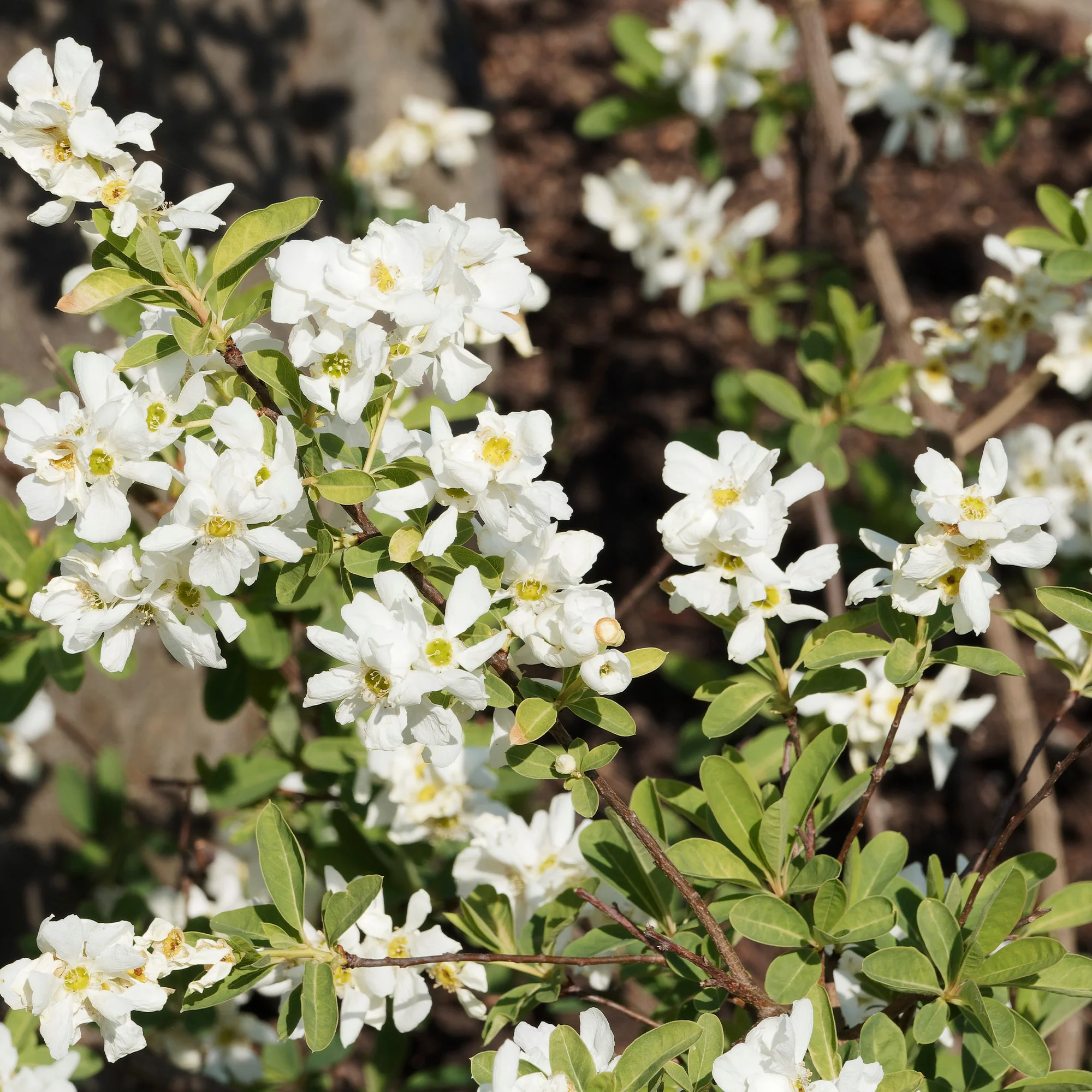 Exochorda macrantha The Bride - Image 2