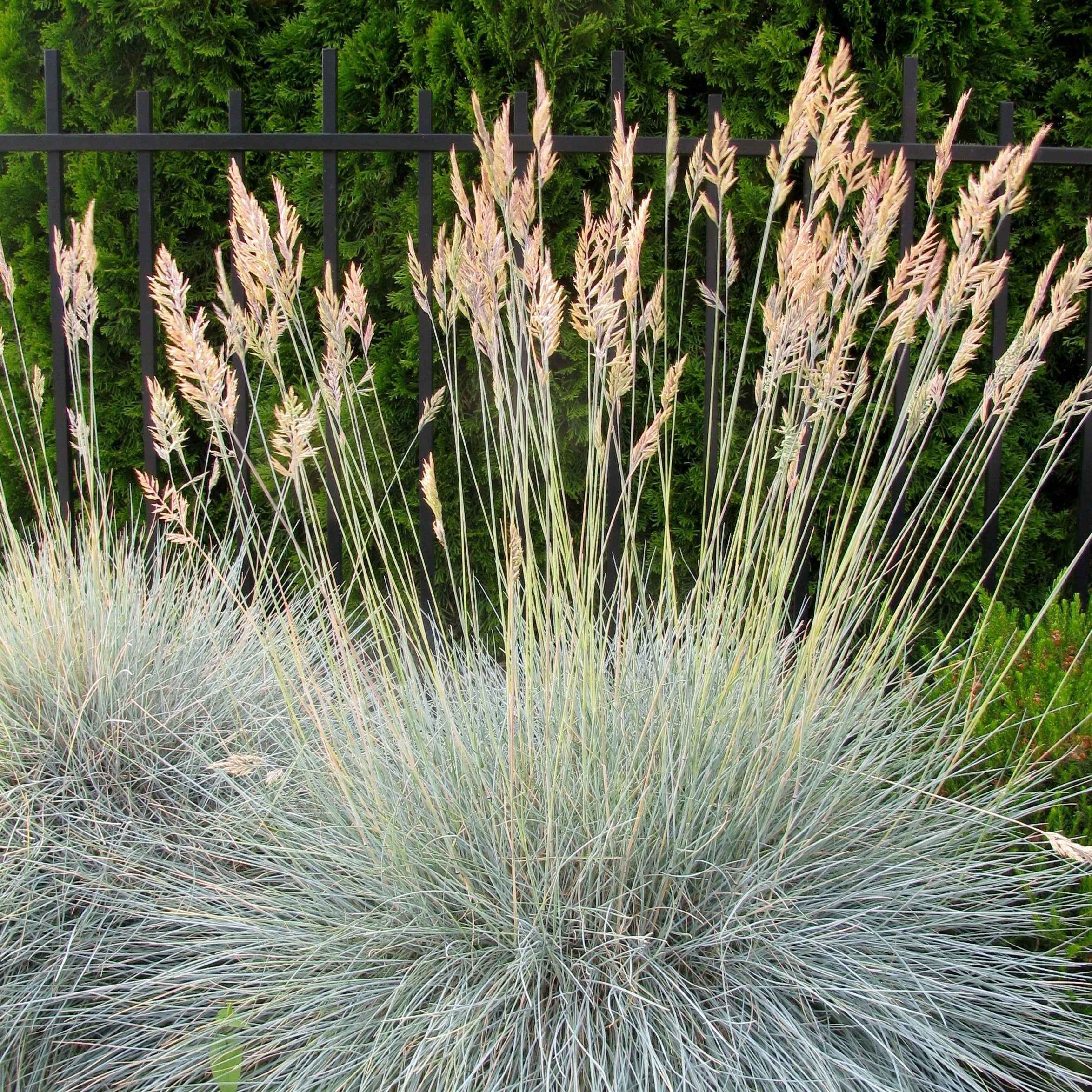 Fétuque bleue - Image 2
