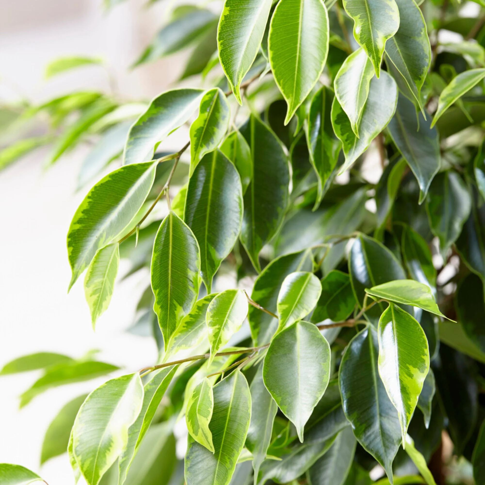 Ficus benjamina Anastasia - Image 2