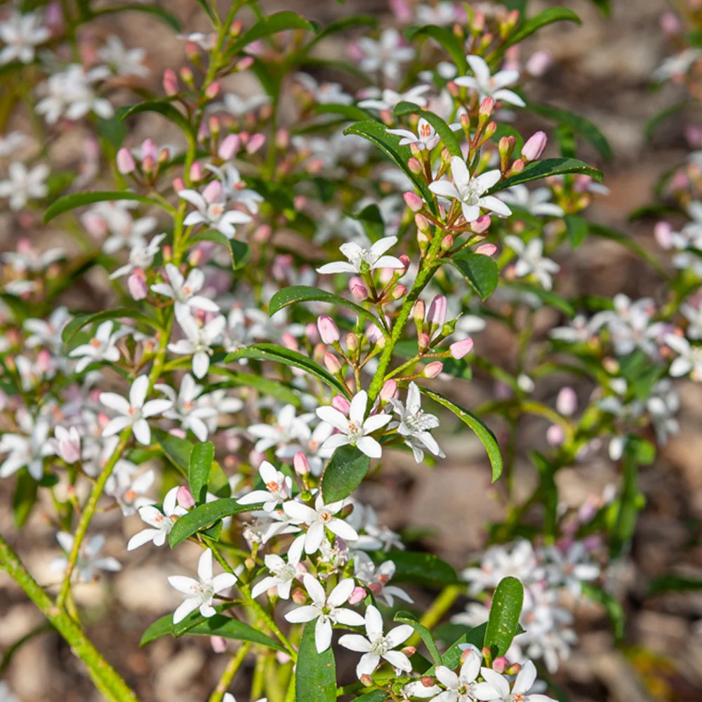 Fleur de cire à longues feuilles - Image 2