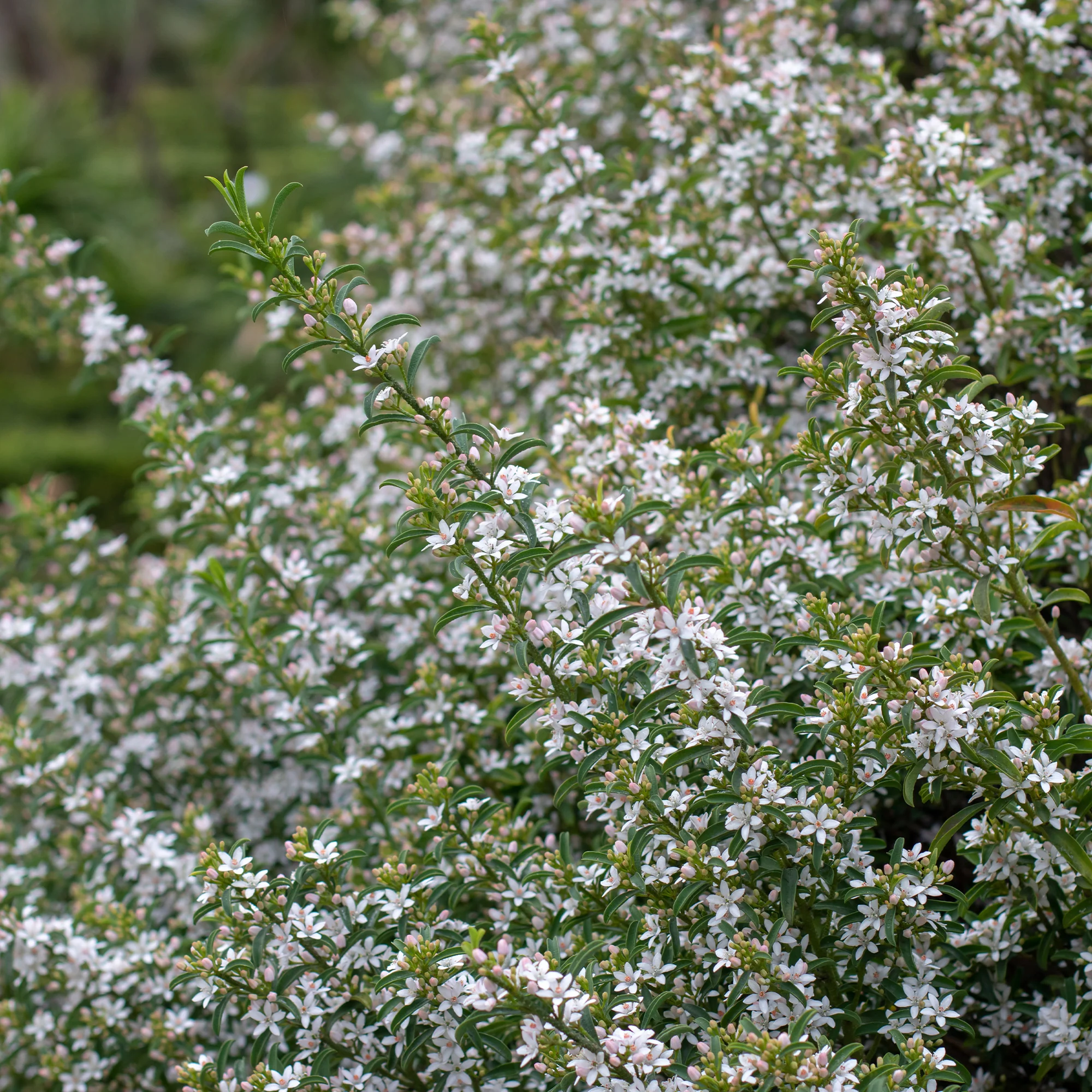 Fleur de cire à longues feuilles - Image 3