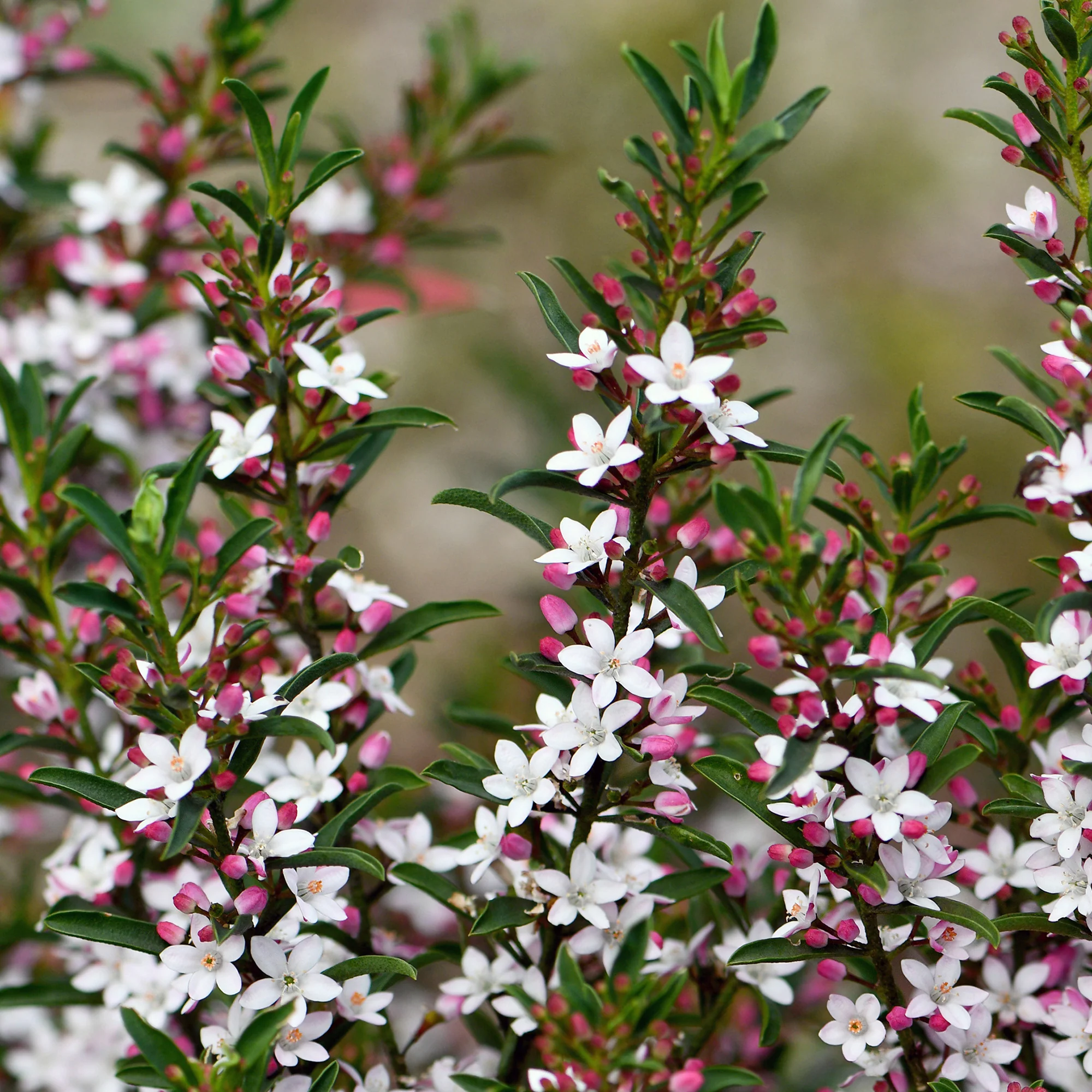 Fleur de cire à longues feuilles - Image 4