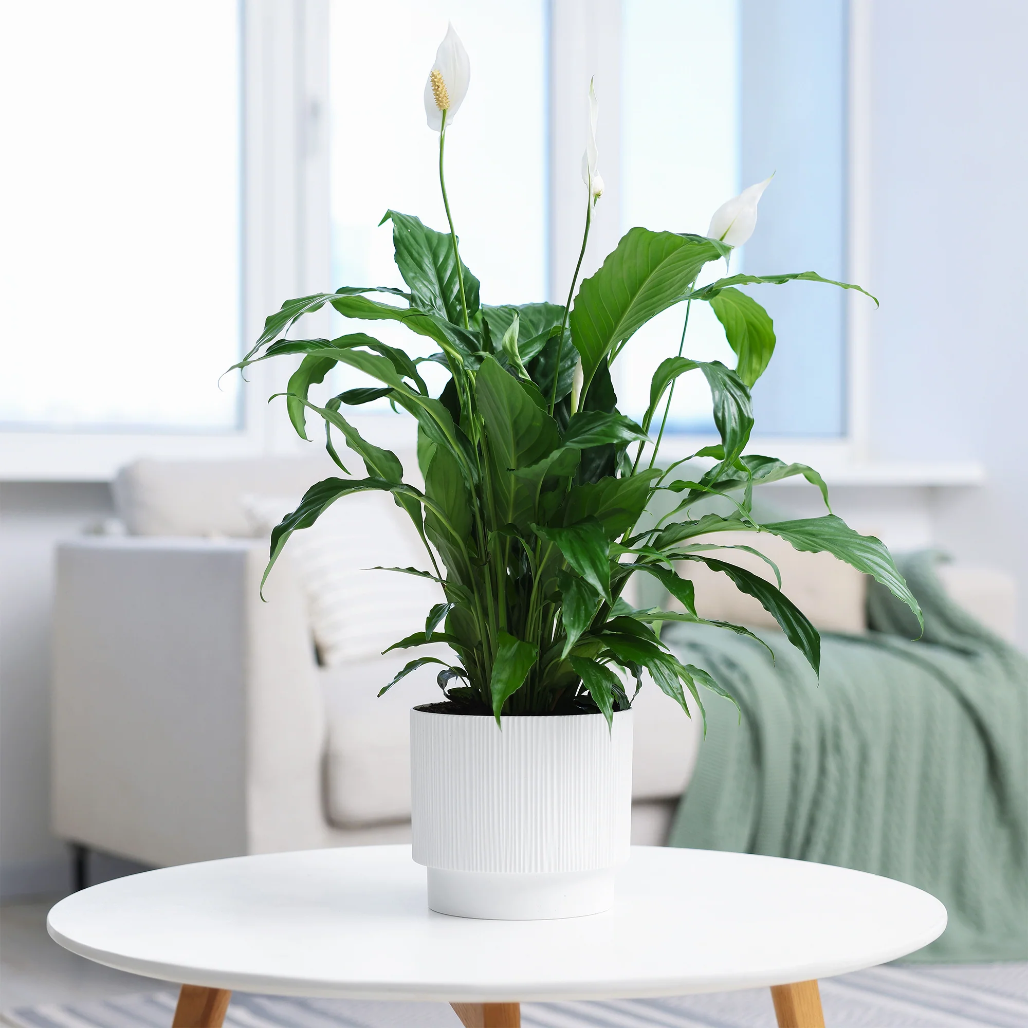 Fleur de lune - Spathiphyllum Pearl Cupido Blanc - Image 2