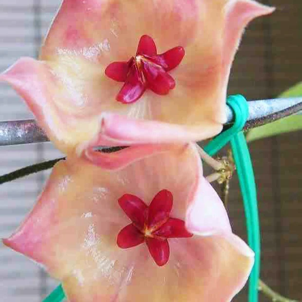 Fleur de porcelaine : Hoya patella - Image 2