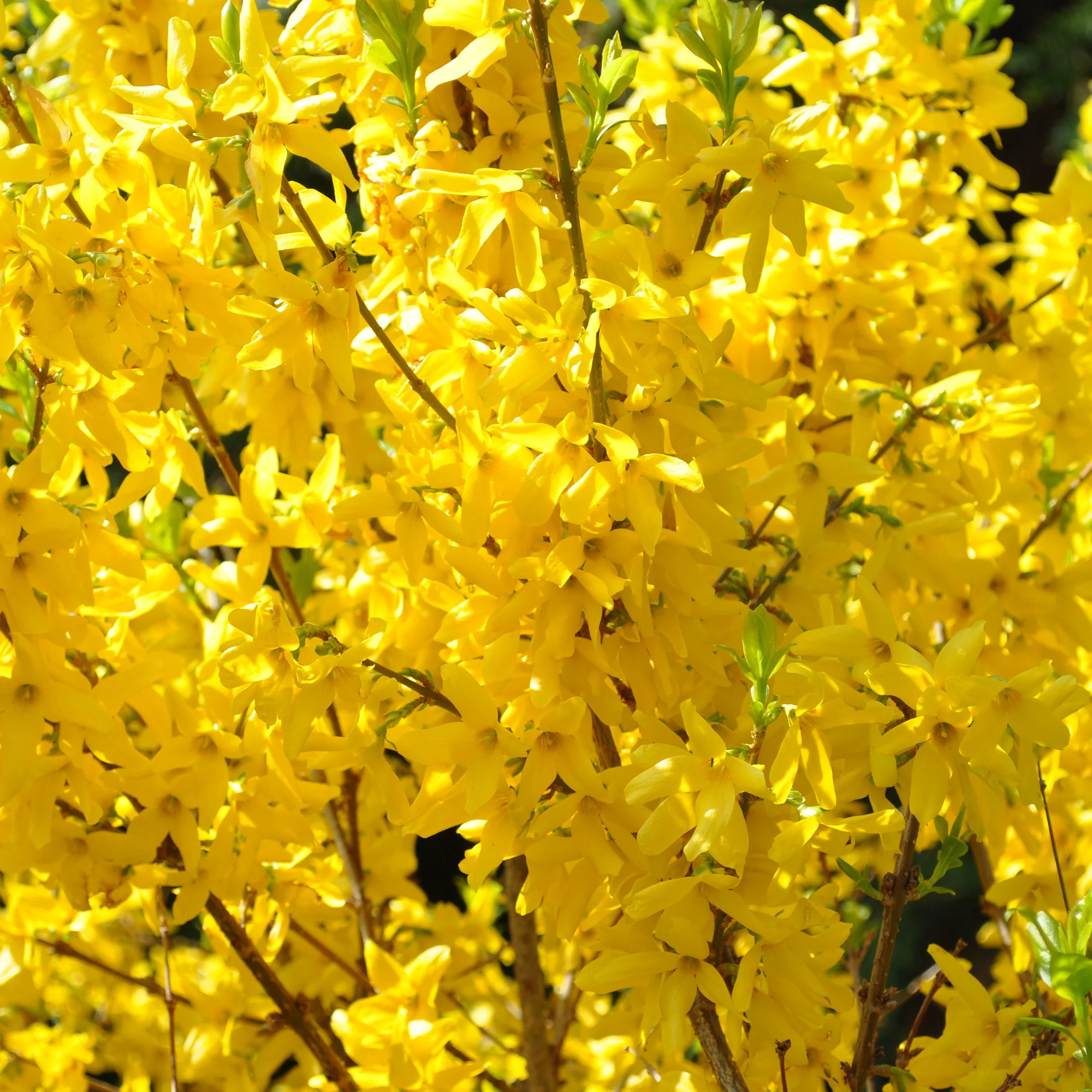 Forsythia Lynwood Gold - Image 3