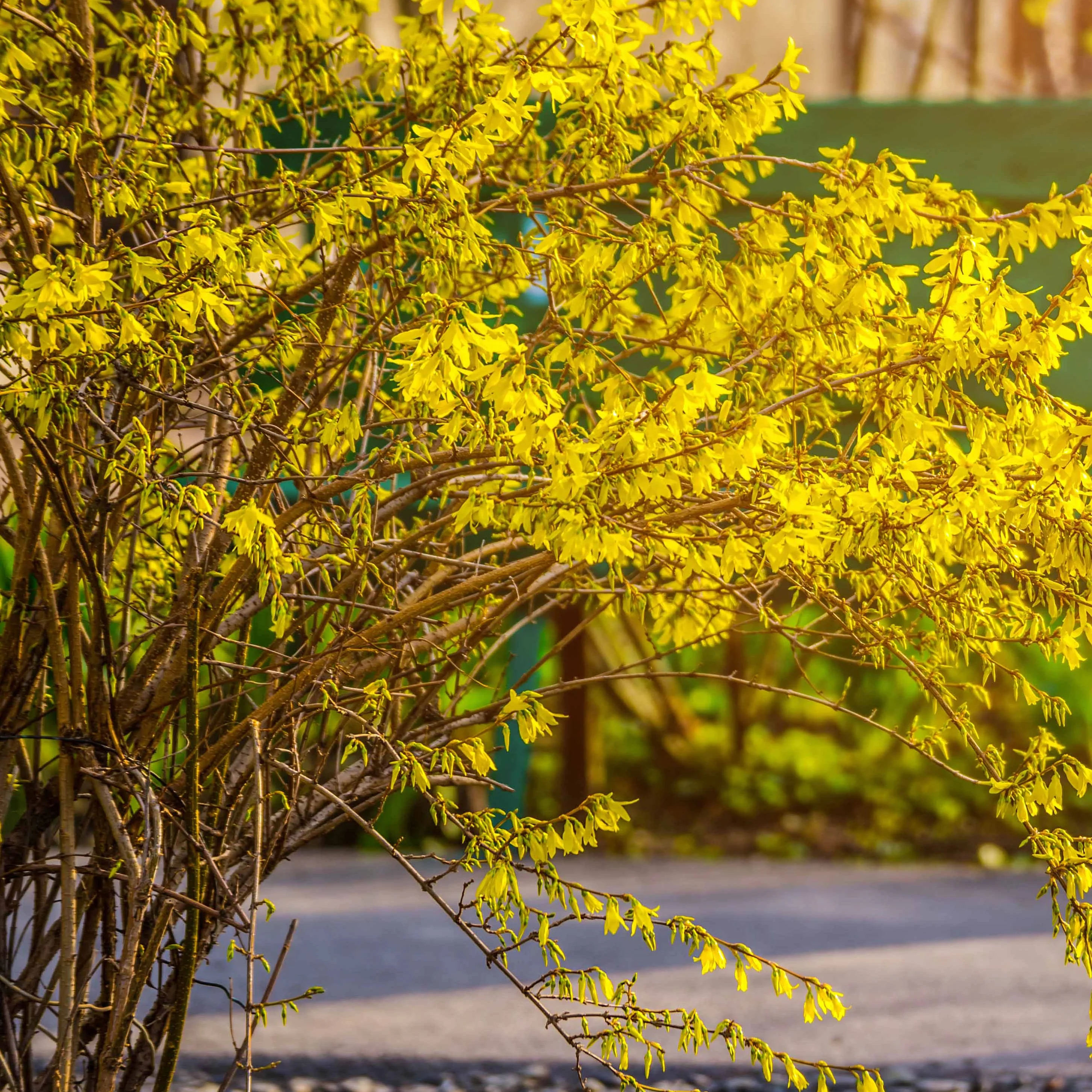 Forsythia Spectabilis - Image 4