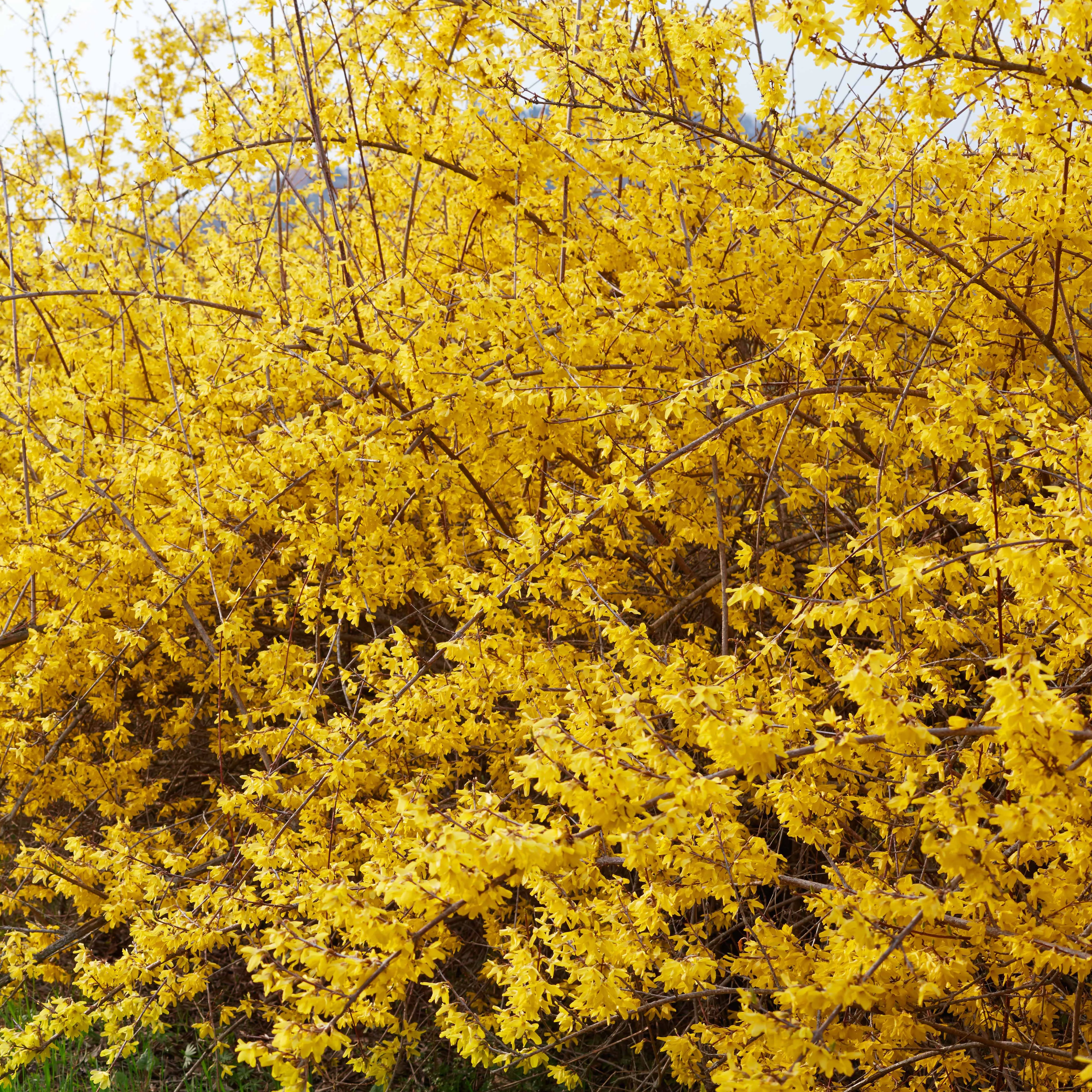 Forsythia Spectabilis - Image 5
