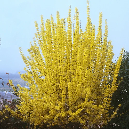 Forsythia Week End® Courtalyn - Image 2