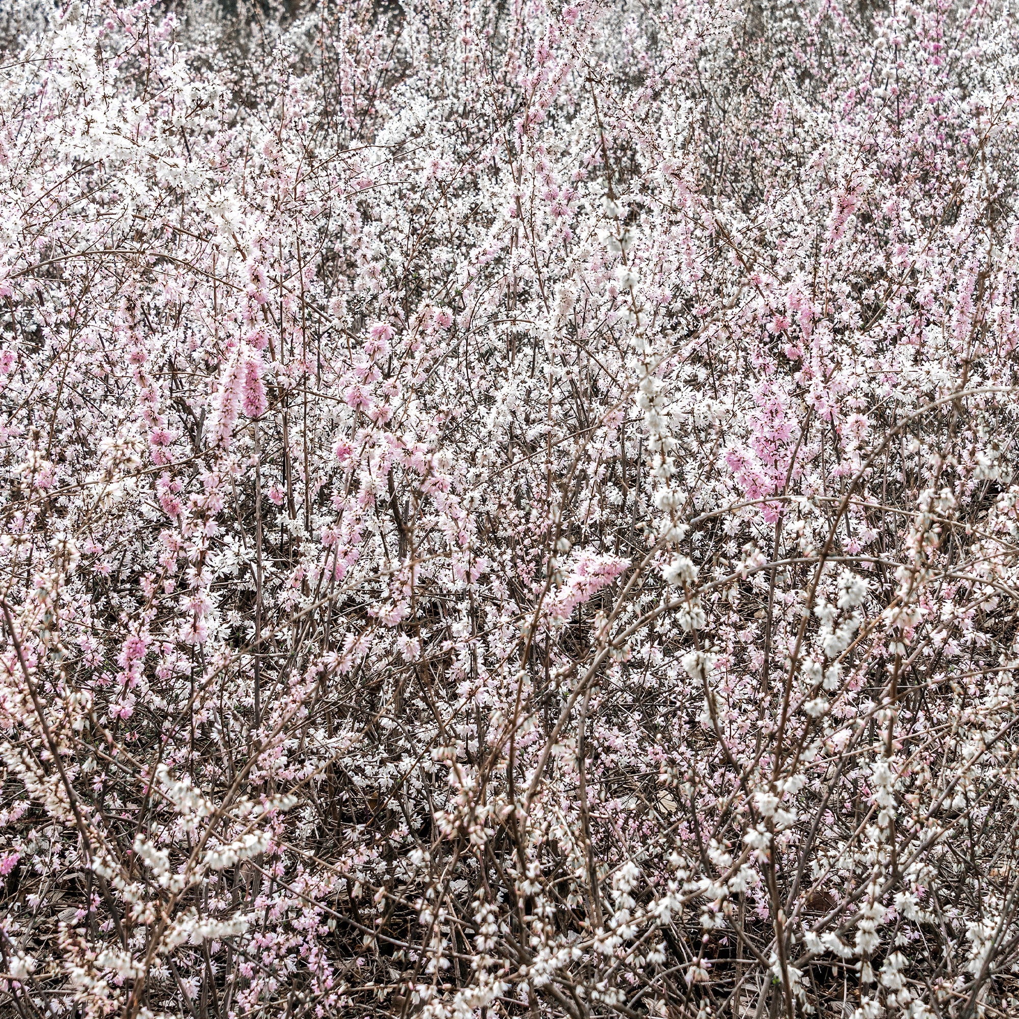 Forsythias blanc et rose - Image 2