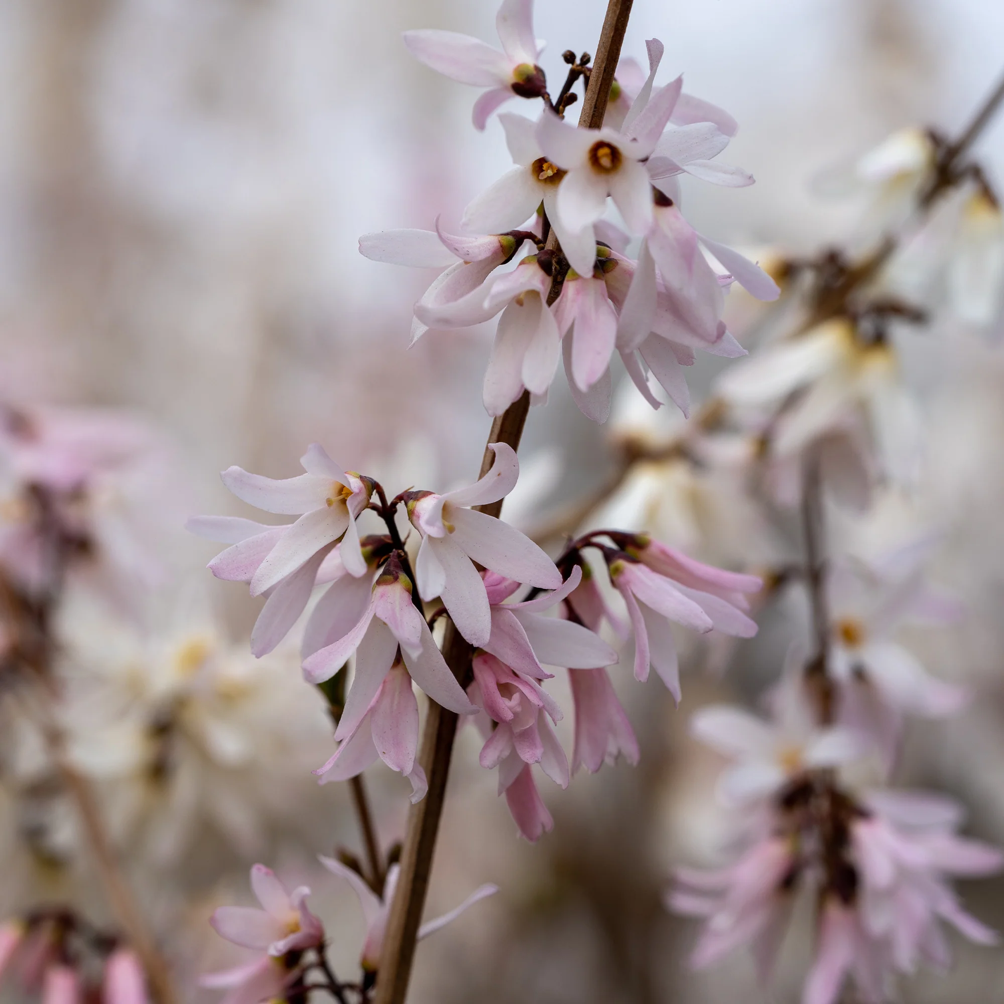 Forsythias blanc et rose - Image 5