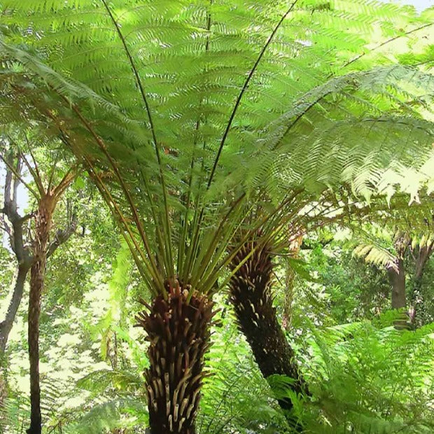 Fougère arborescente de Tasmanie - Image 7