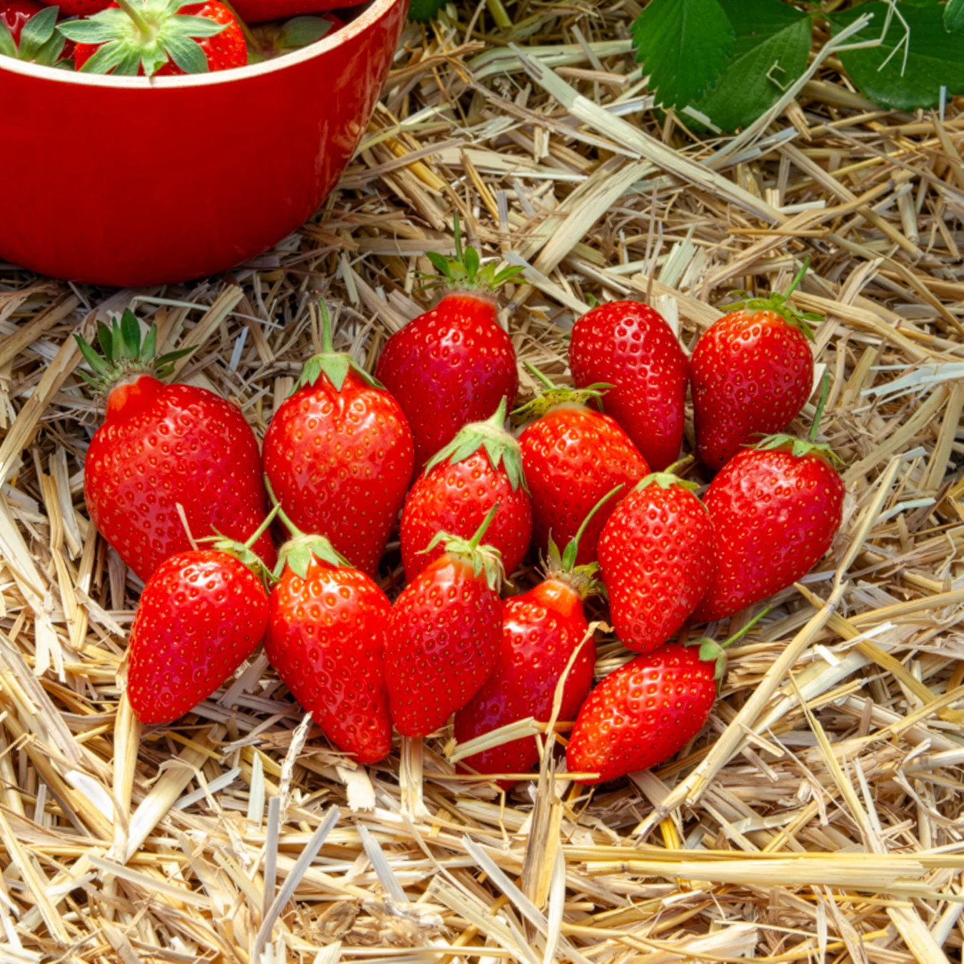 Fraisier Ciflorette