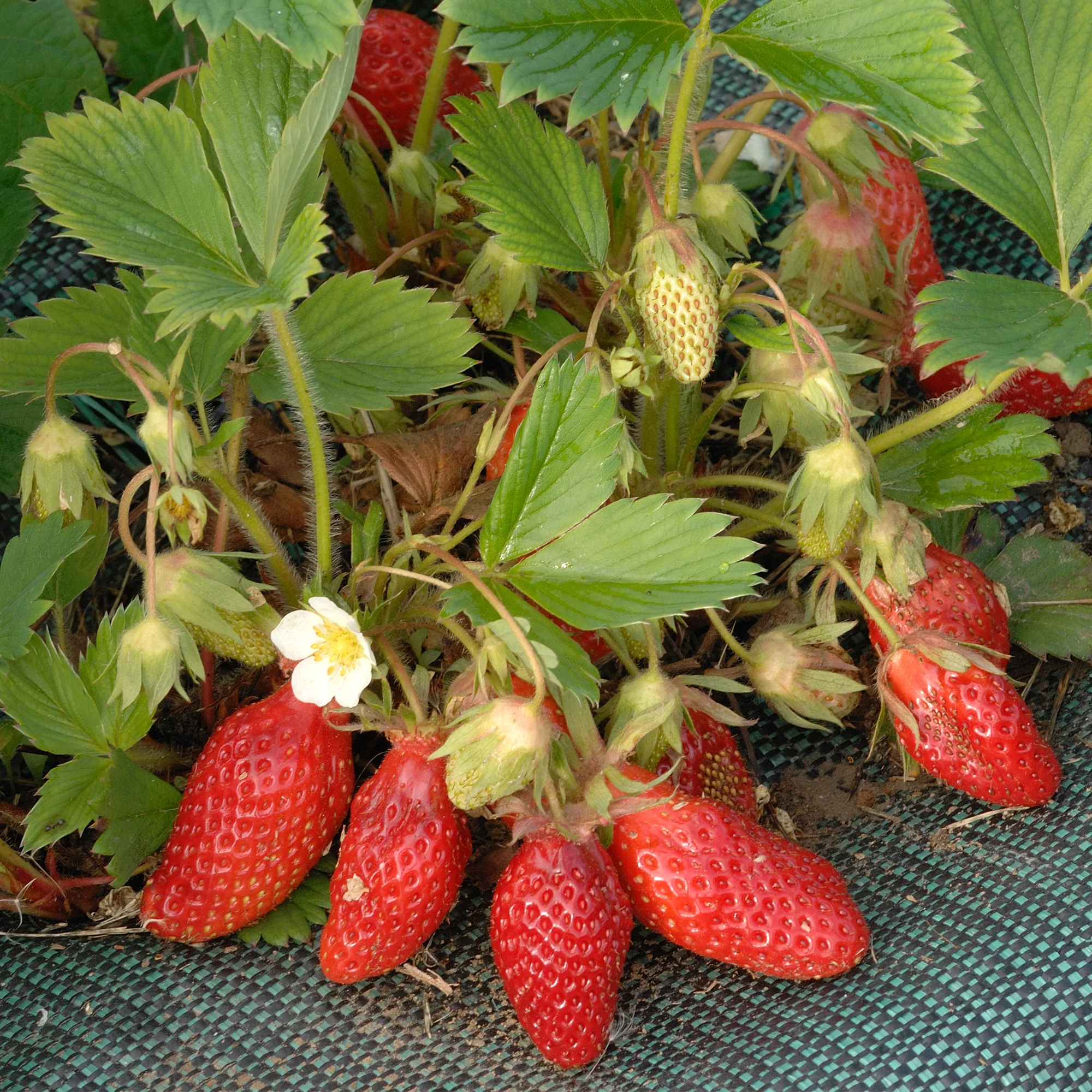 Fraisier Gariguette - Image 3