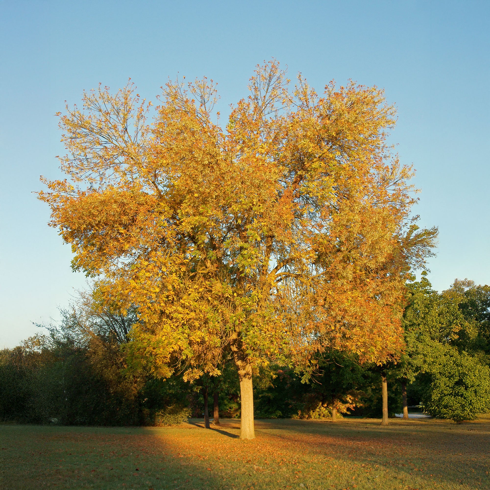 Frêne d'Amérique Skyline - Image 2