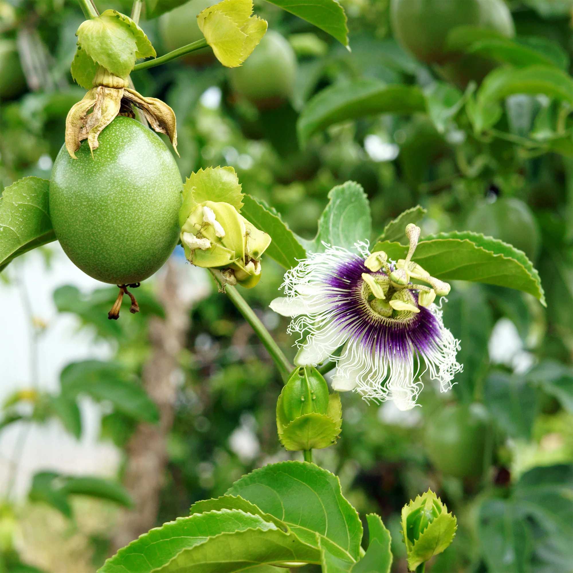 Fruit de la passion - Grenadille