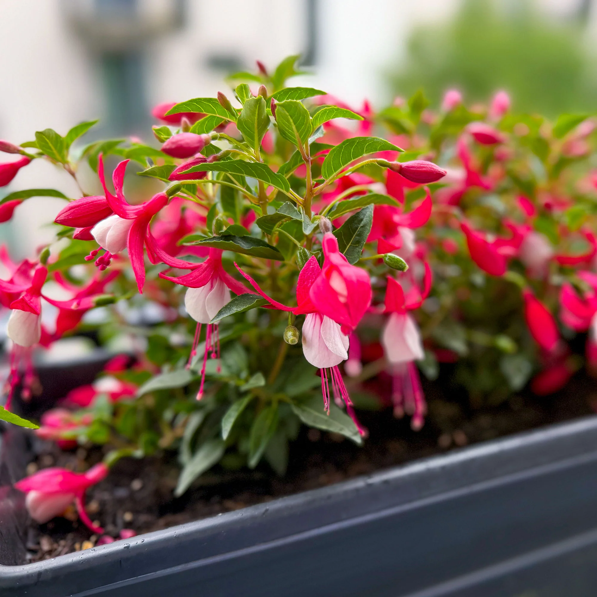 Fuchsia Mme Cornelissen - Image 4