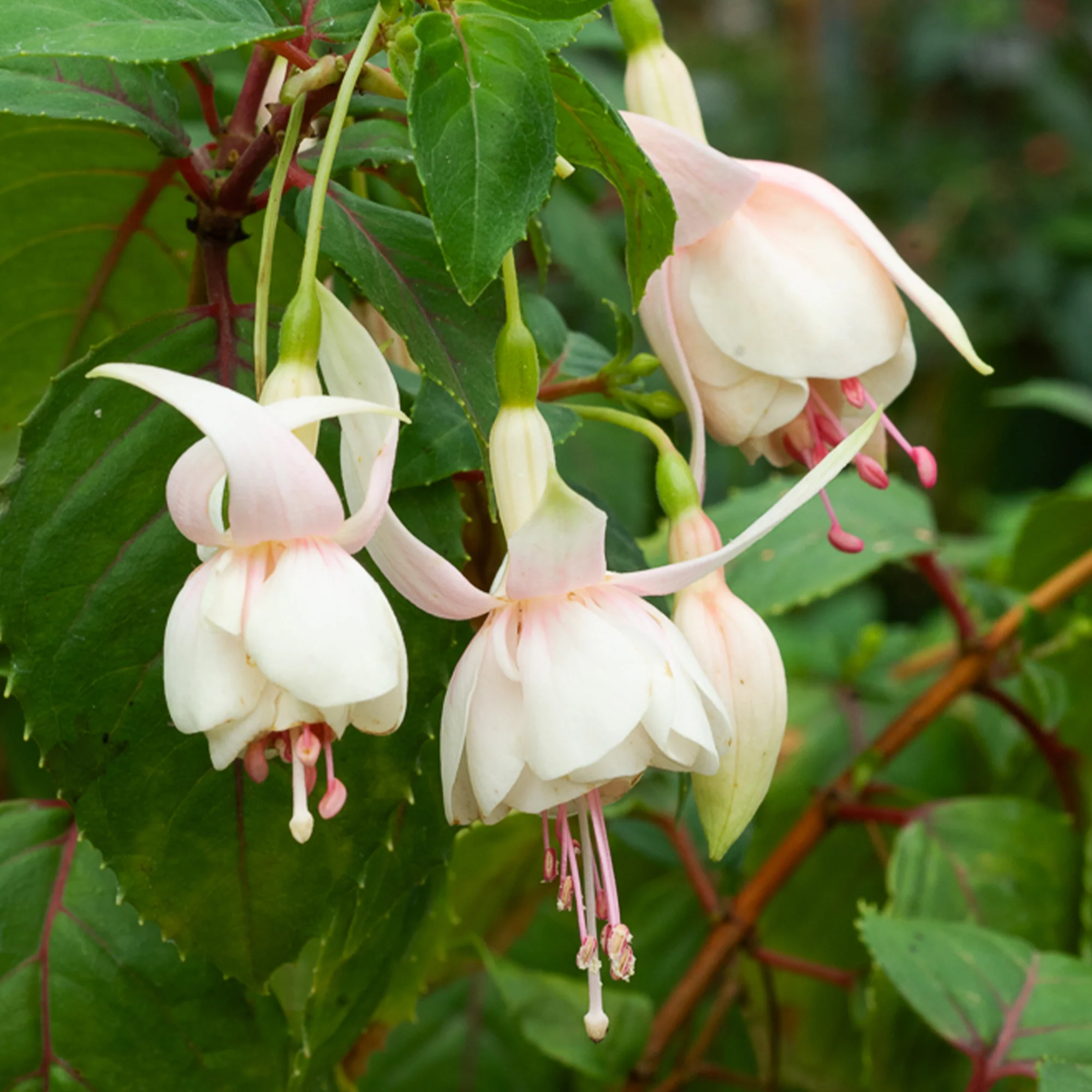 3 Fuchsias résistants au gel Annabel - Image 2