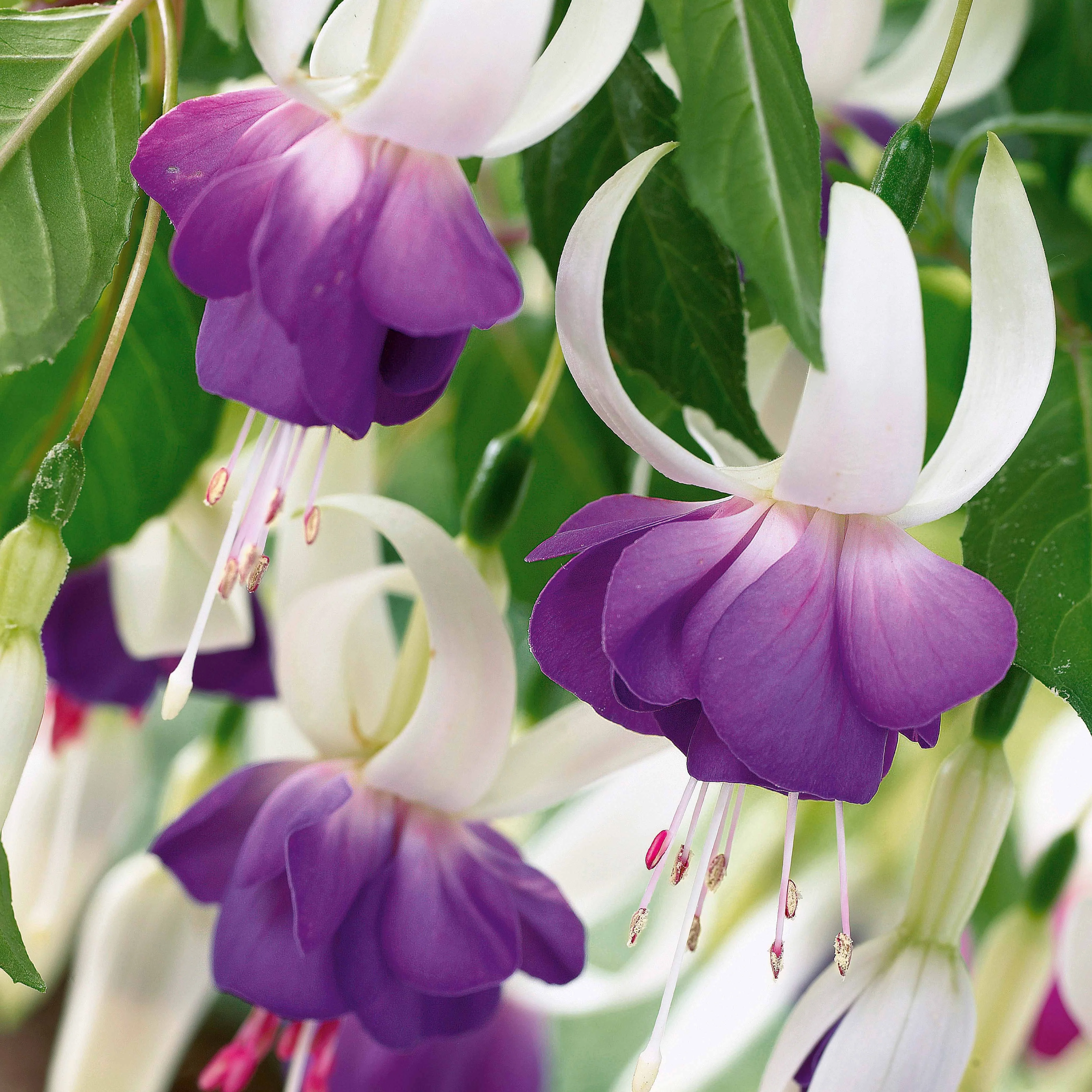 3 Fuchsias résistants au gel Blue Sarah