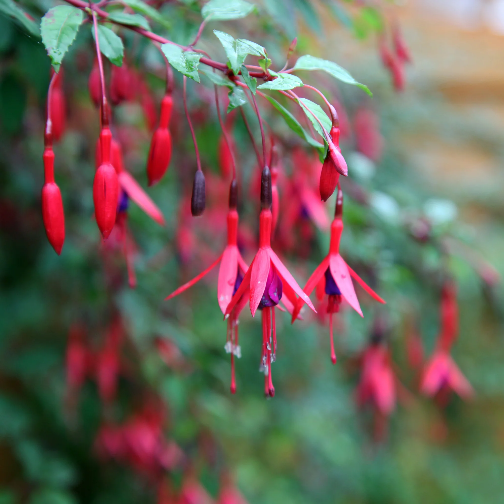3 Fuchsias résistants au gel Brilliant - Image 2