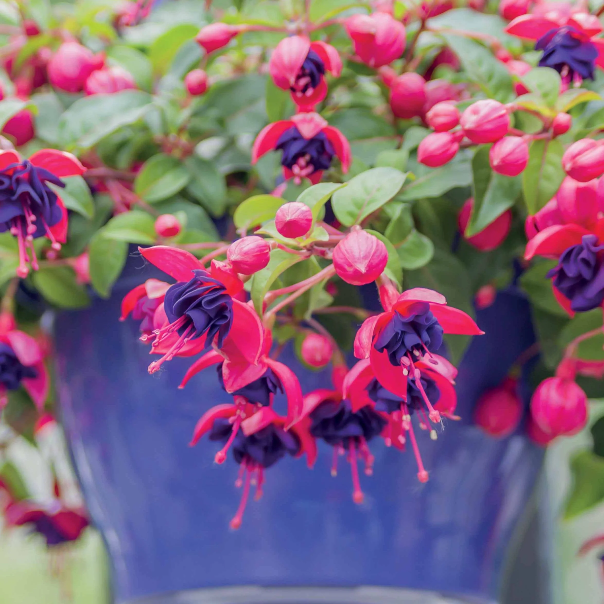 3 Fuchsias retombants Dark Eyes - Image 2