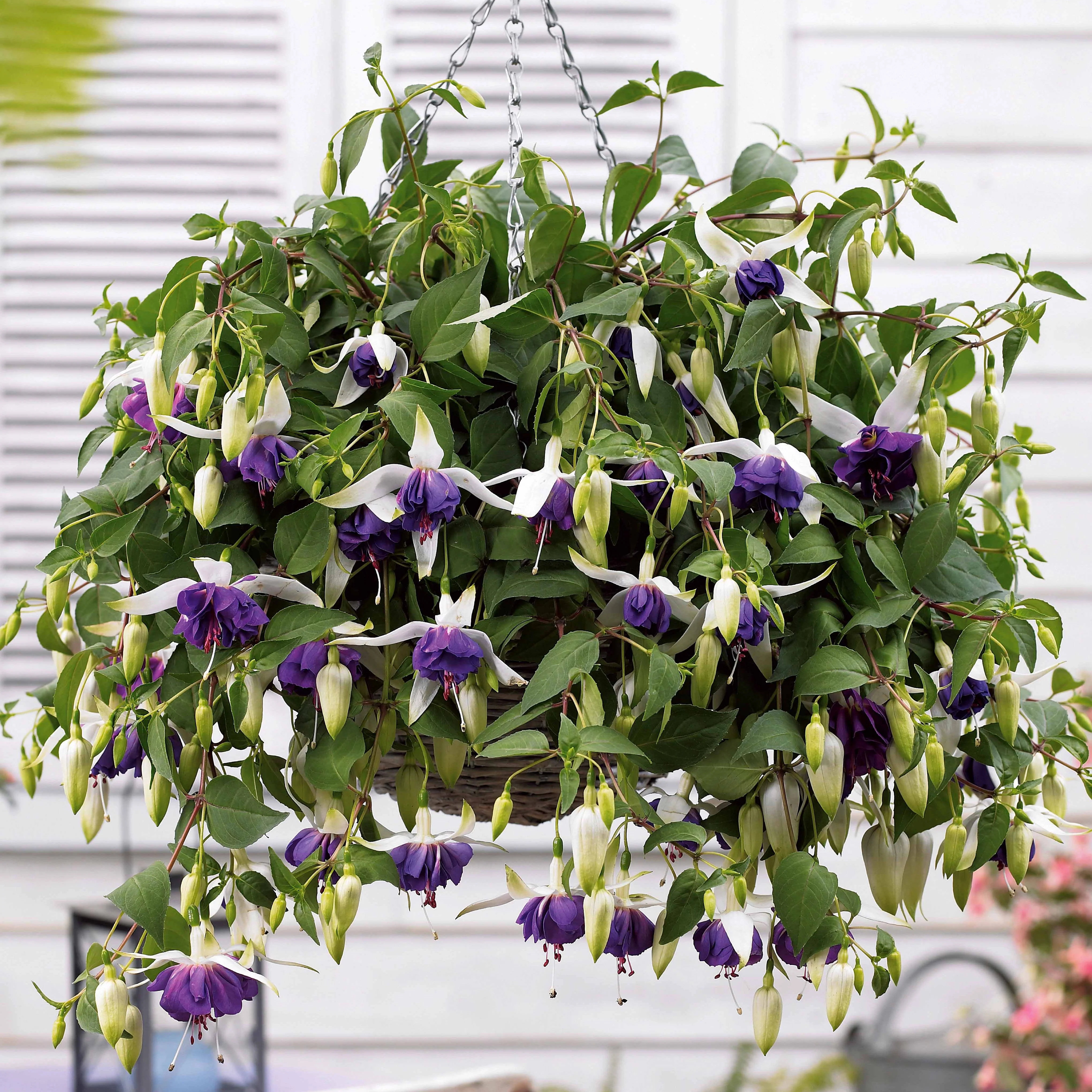6 Fuchsias retombants en mélange - Image 2